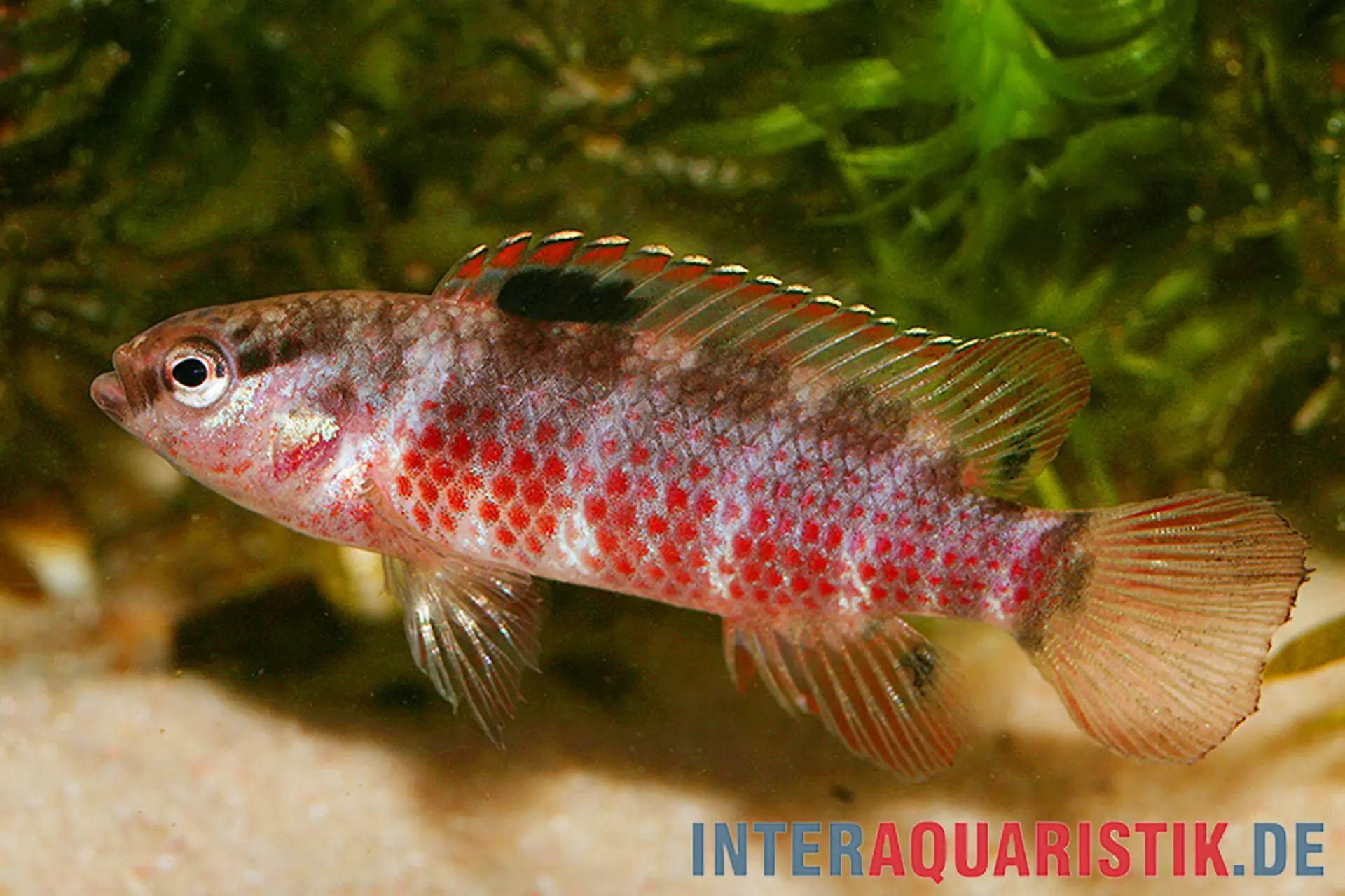 Singen-River Blaubarsch "Buxar", Badis singenensis