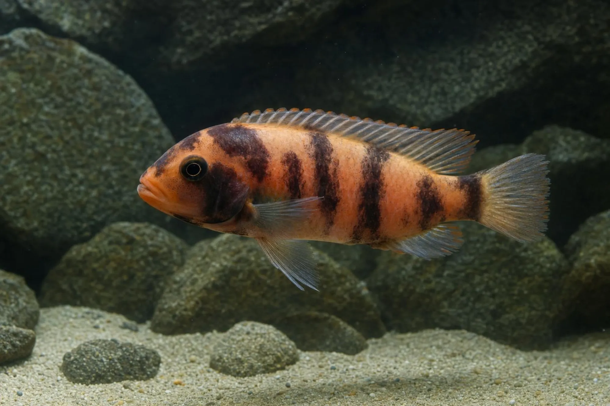 Zebrabuntbarsch „OB“, Maylandia zebra, ca. 4,0-5,0 cm