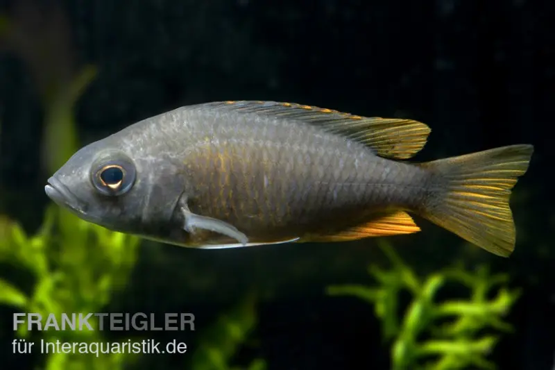 Kadango-Cichlide, Copadichromis borleyi Red Fin, 6-8 cm