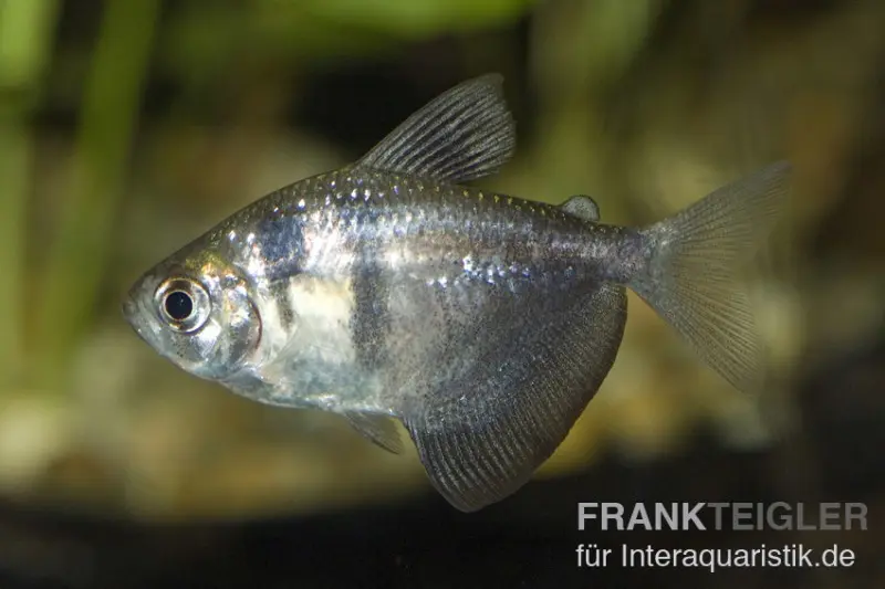Trauermantelsalmler, Gymnocorymbus ternetzi, ca. 2,0-3,0 cm