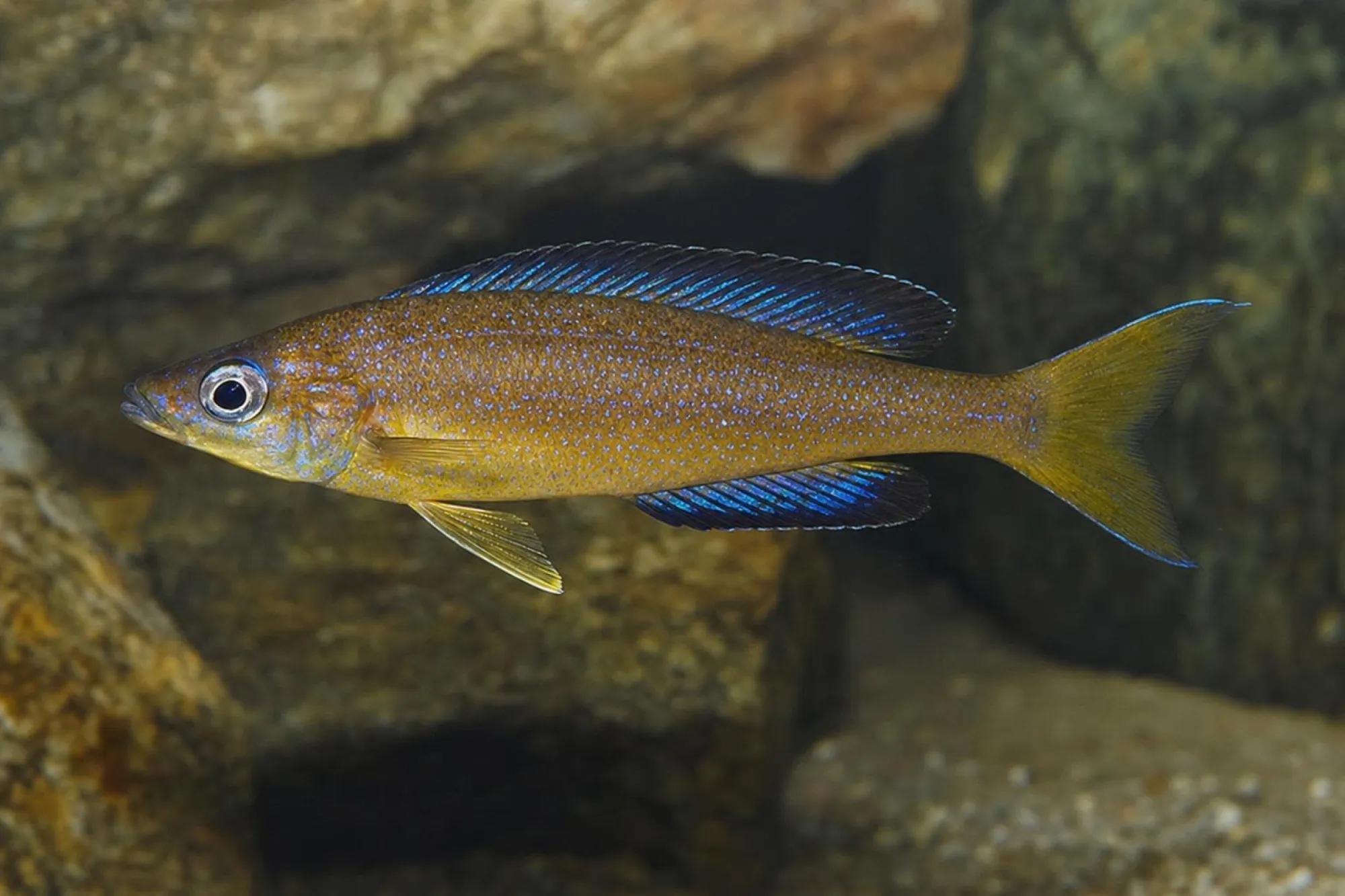 Kleinschuppiger Heringscichlide „Karilani“, Cyprichromis microlepidotus
