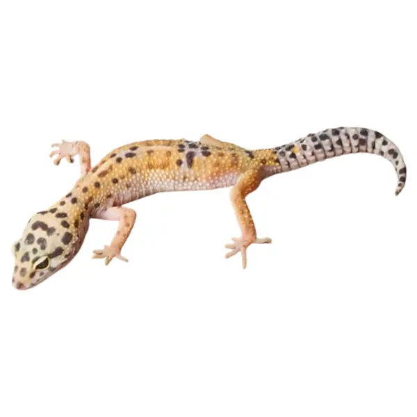 Leopardgeckos