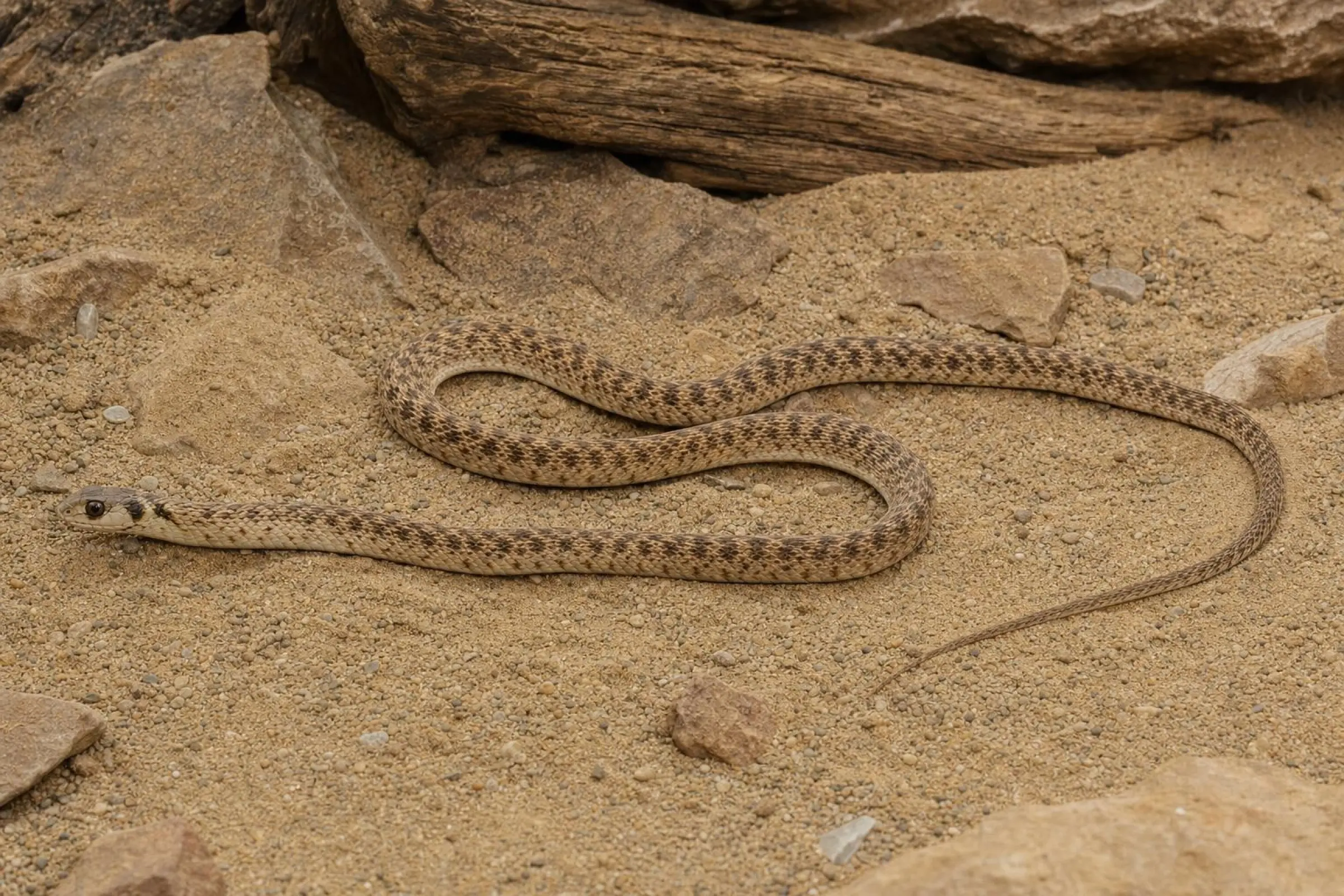 Moilanatter, Malpolon moilensis