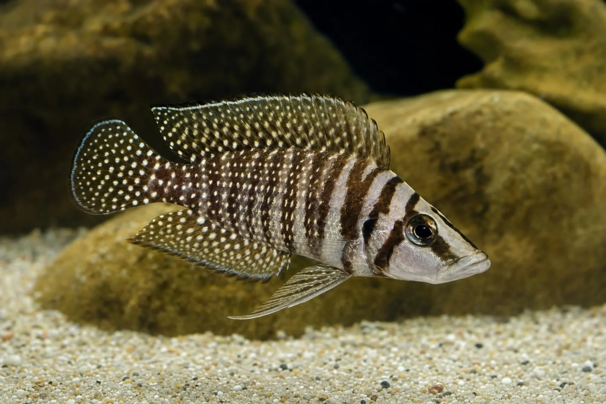 Perlhuhnbuntbarsch, Altolamprologus calvus, ca. 4,0-5,0 cm