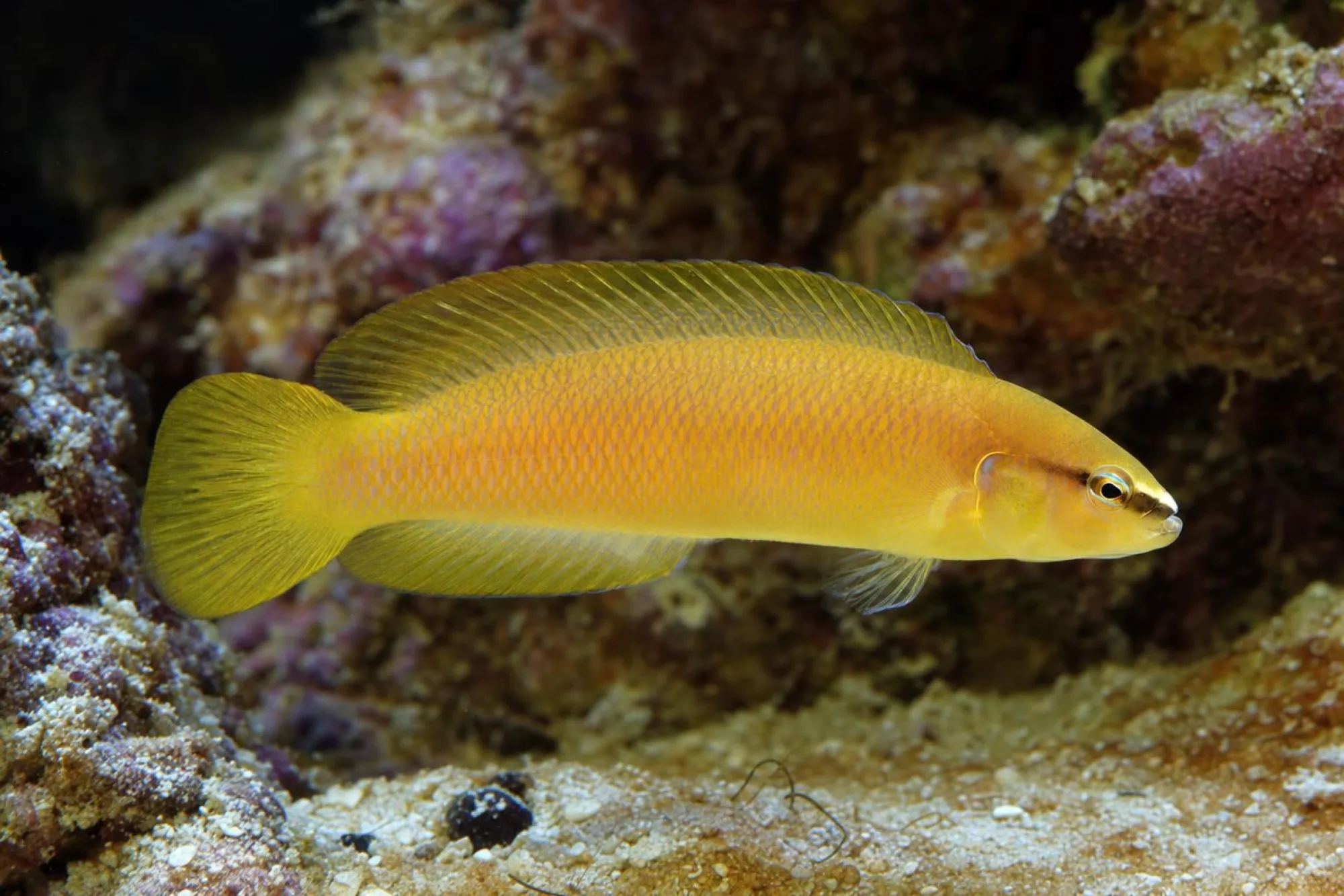 Weißnasen Zwergbarsch – Nachzucht, Pseudochromis leucorhynchus