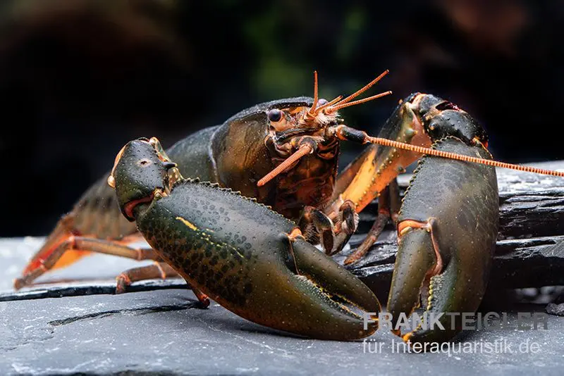 Krebs Black Scorpion, Cherax sp. Black Scorpion