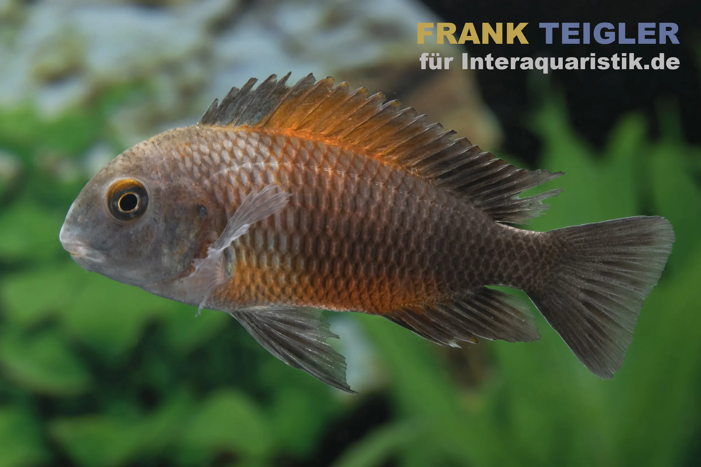 Bemba-Brabantbuntbuntbarsch, Tropheus moorii, ca. 3,0 cm, ca. 5,0-6,0 cm