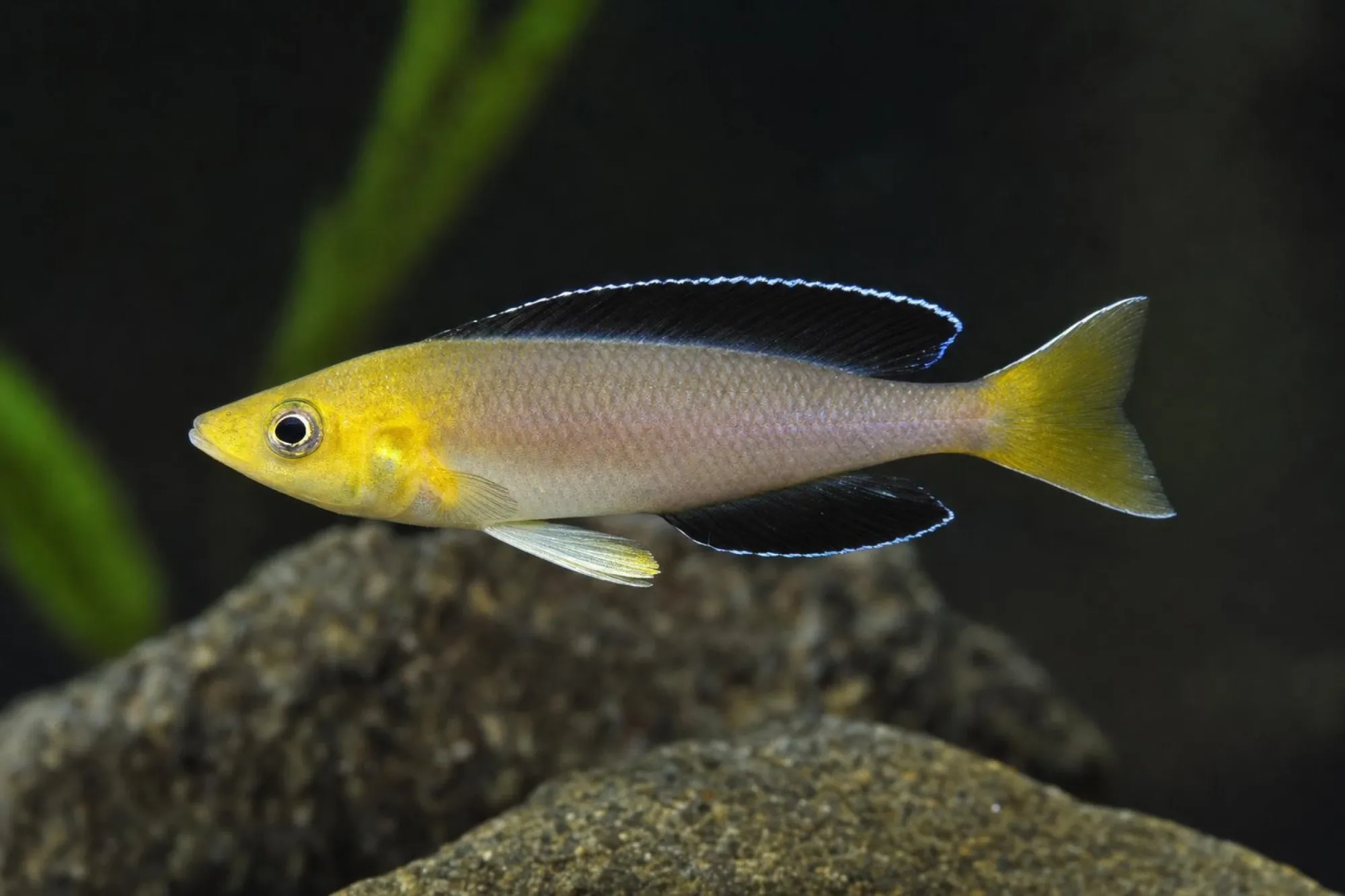 Heringscichlide „Jumbo Yellow“, Cyprichromis leptosoma