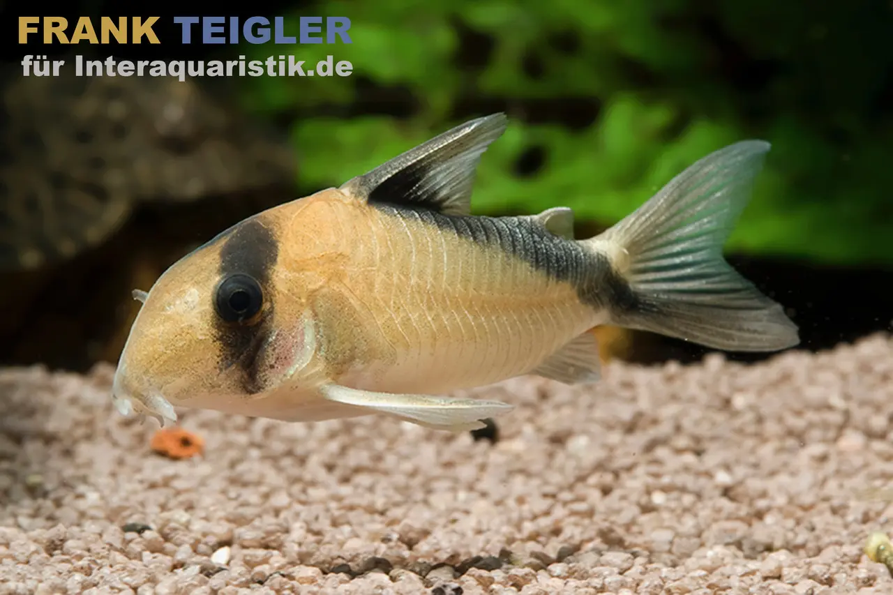 Sands Panzerwels, Corydoras davidsansi