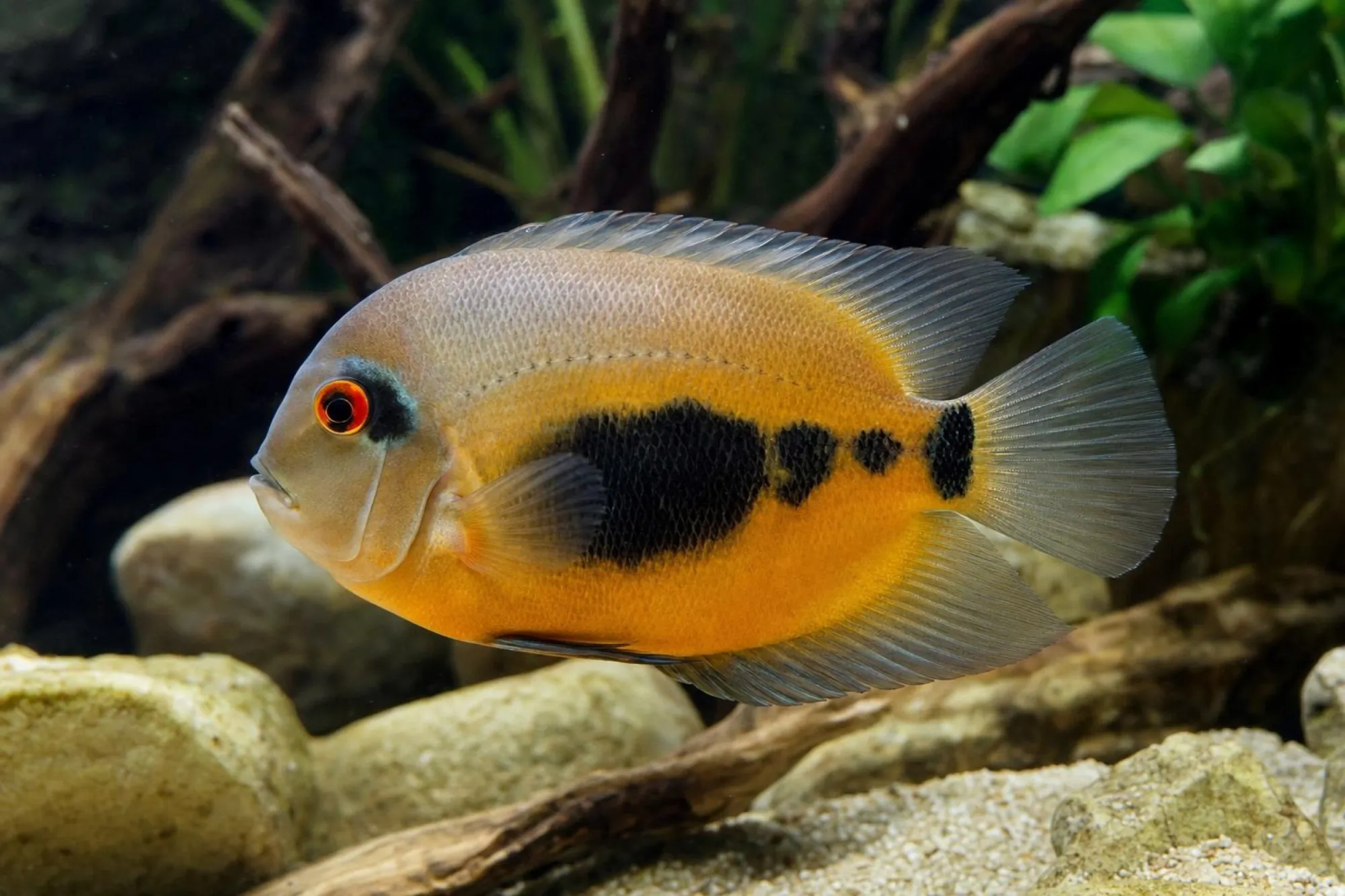 Keilfleckbuntbarsch „Orange Curupira“, Uaru sp.