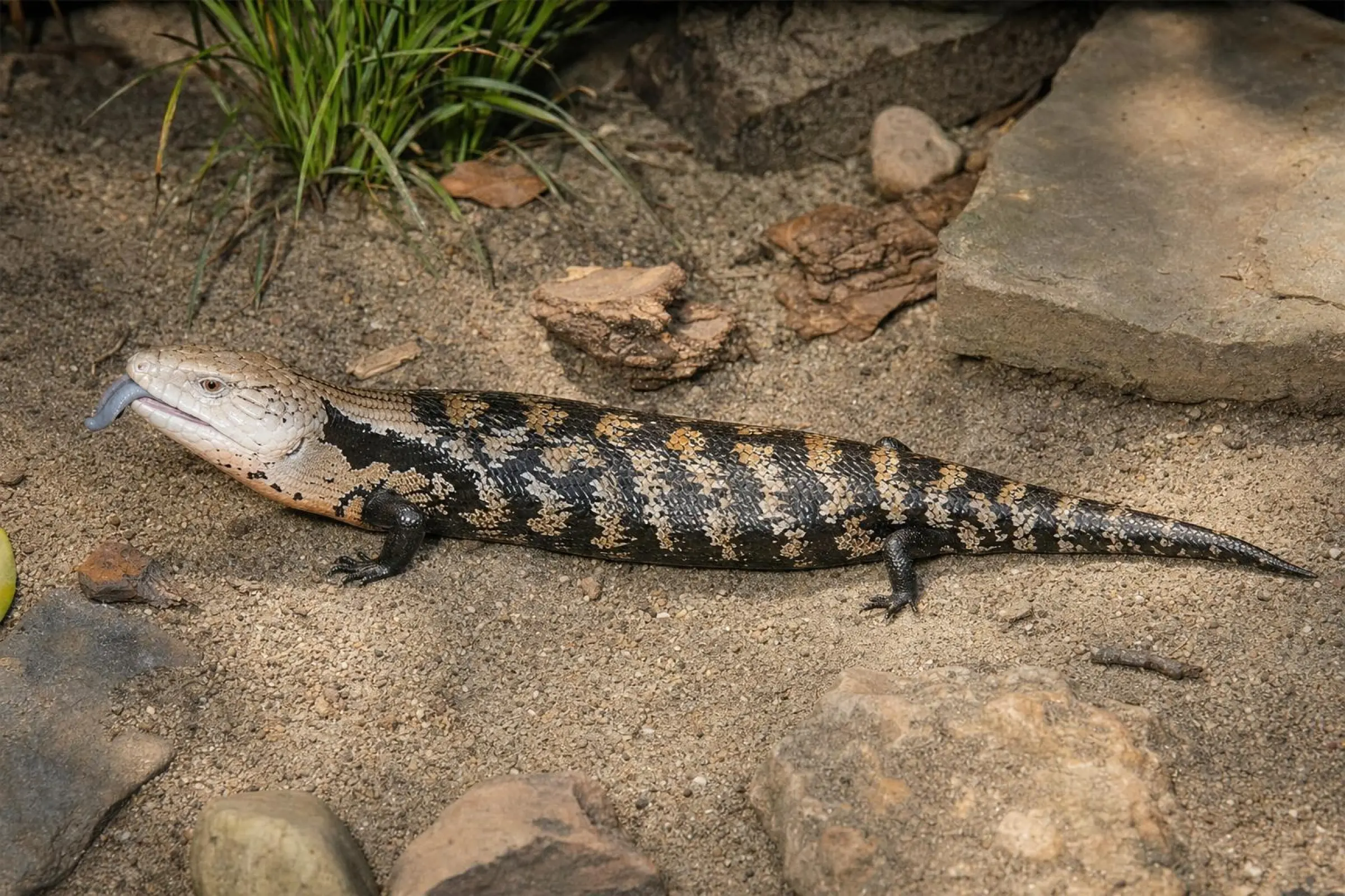 Biak-Blauzungenskink, Tiliqua gigas