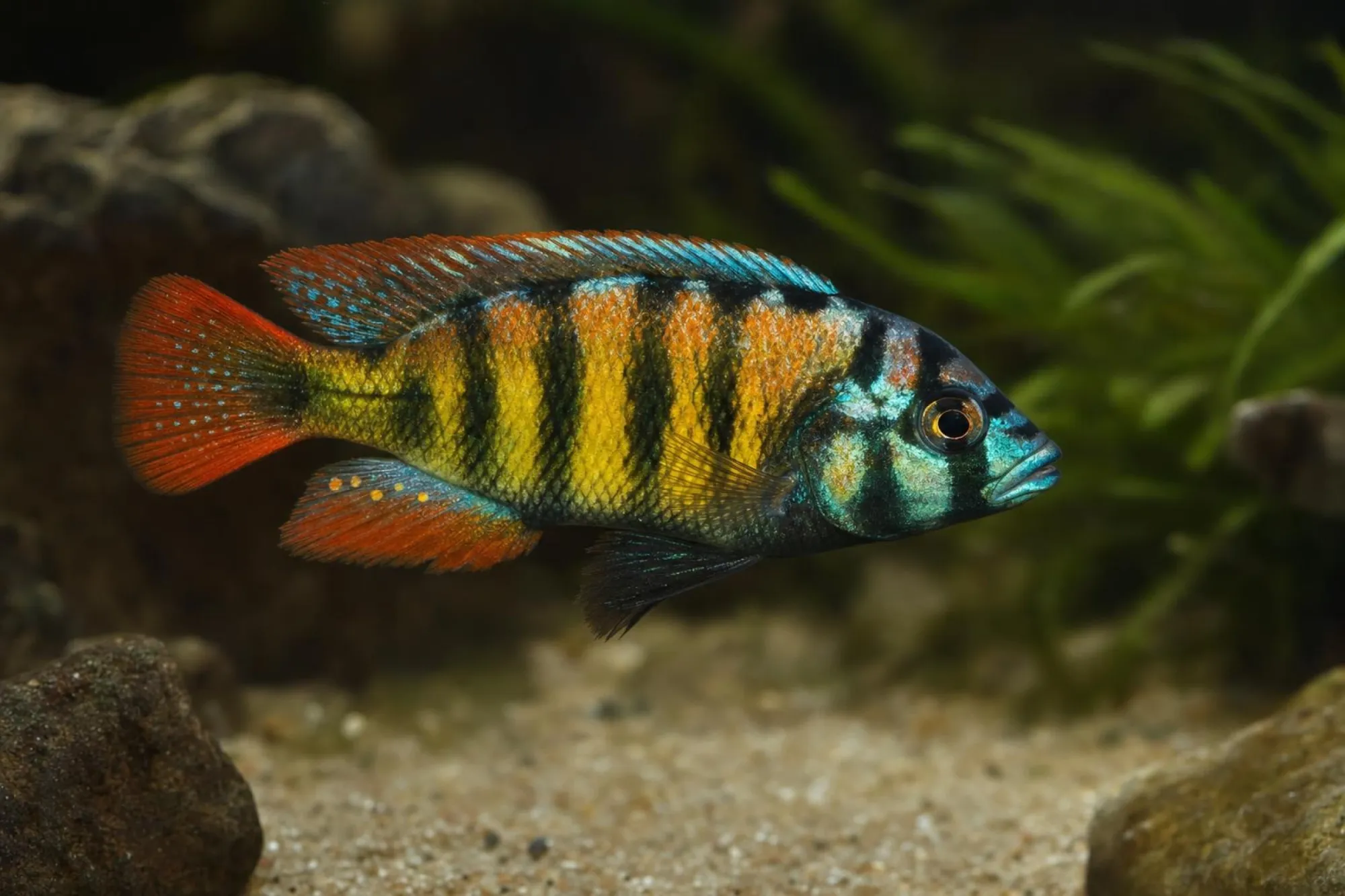 Rock-Kribensis, Haplochromis sp.