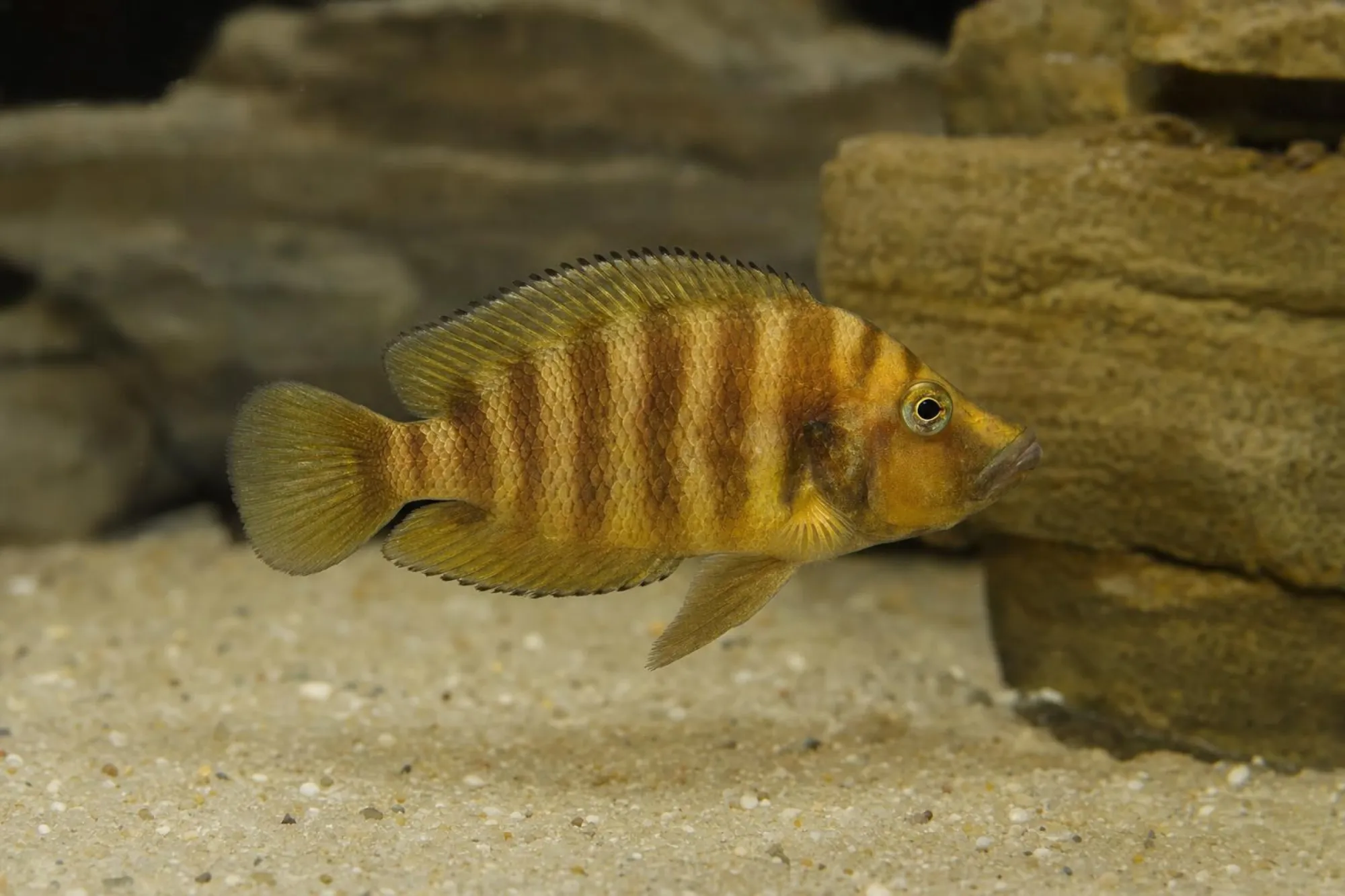 Nanderbuntbarsch „Chaitika Gold“, Altolamprologus compressiceps