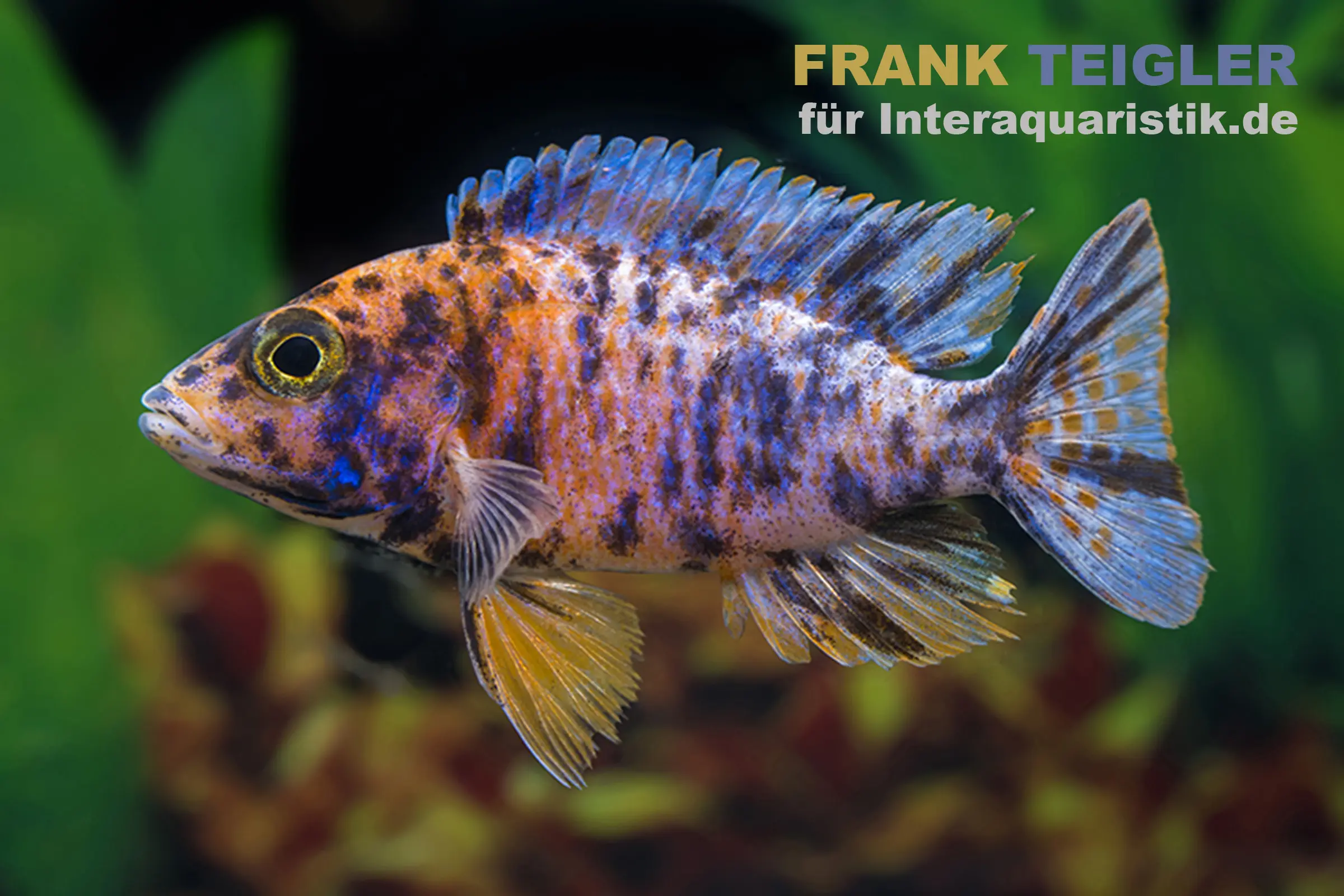 Farbiger Buntbarsch mit orange-blauen Farben