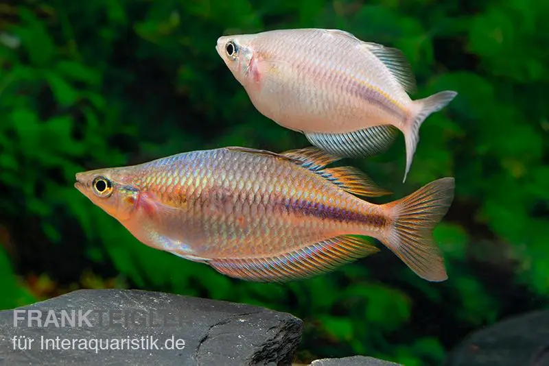 Kiura-Regenbogenfisch, Melanotaenia cf. goldiei "Kiura"