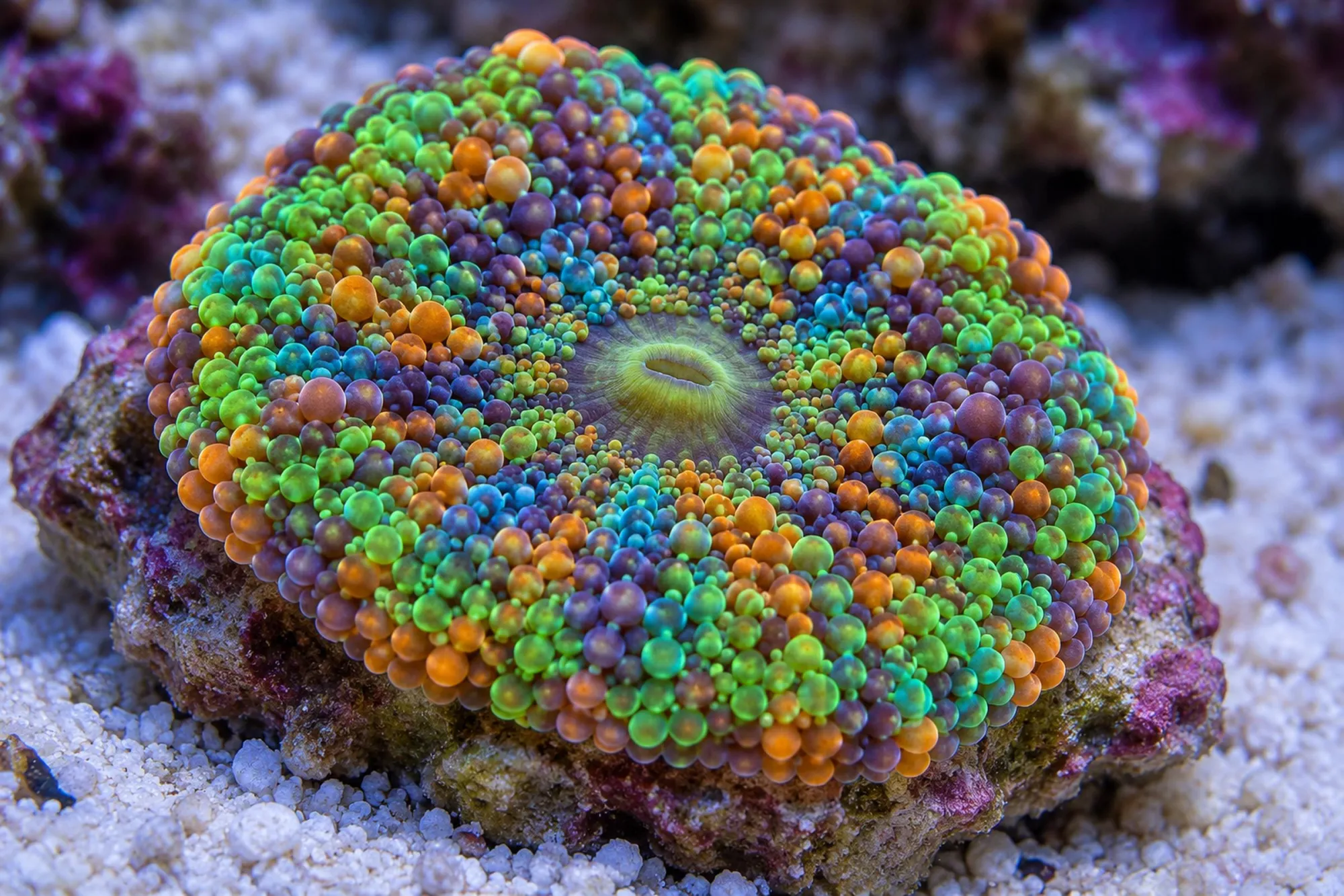 Florida-Scheibenanemone „Multicolor“, Ricordea florida, 1 Polyp