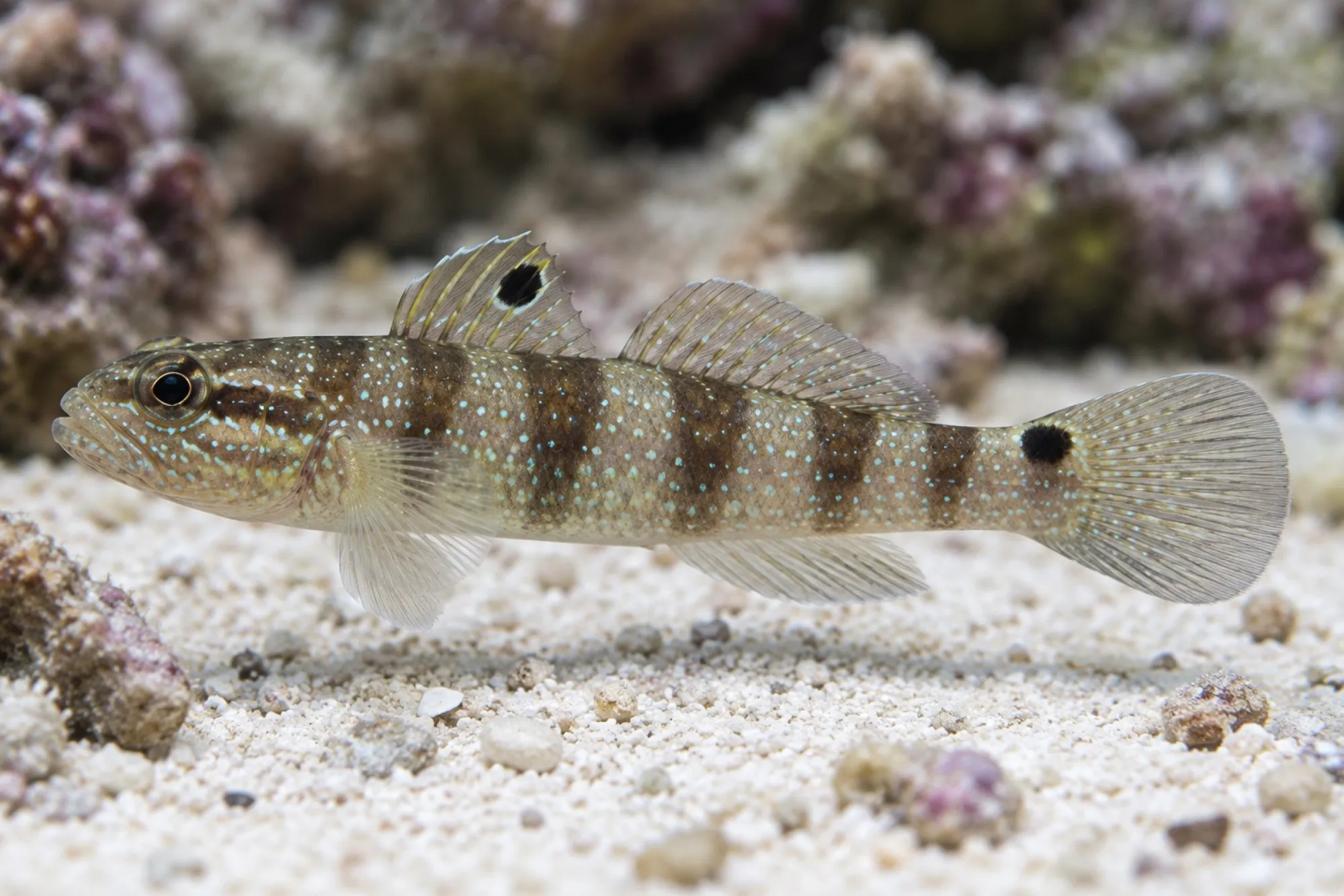 Braunstreifen Baggergrundel, Amblygobius phalaena, ca. 4,0-6,0 cm