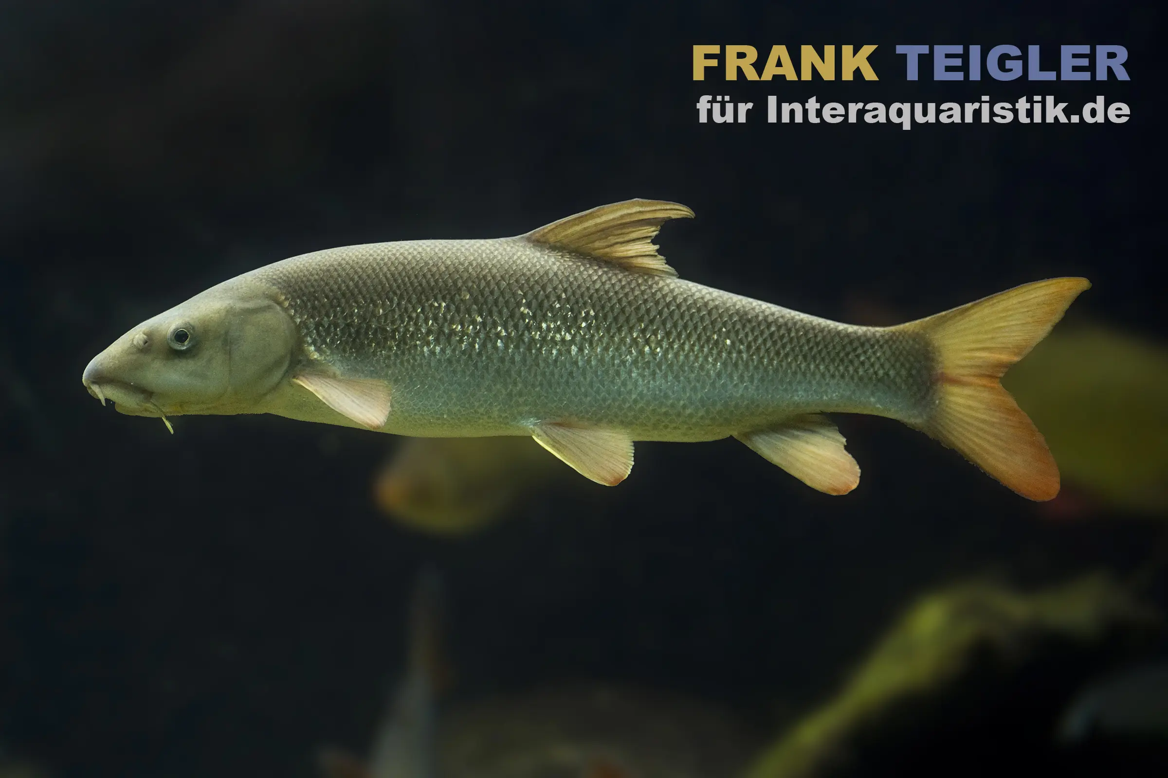 Großer silbrig-grüner Süßwasserfisch seitlich im Aquarium vor dunklem Hintergrund, orange Flossen; rechte Bildhälfte zeigt den Werbetext 'für interaquaristik.business'