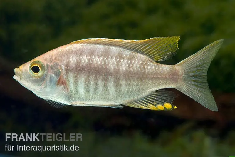 Feuerkamm-Buntbarsch, Copadichromis virginalis fire crest, 7-10 cm DNZ