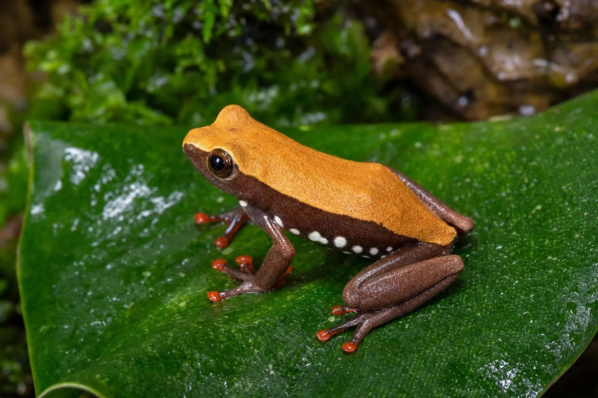 Bolifamba-Riedfrosch, Hyperolius bolifambae