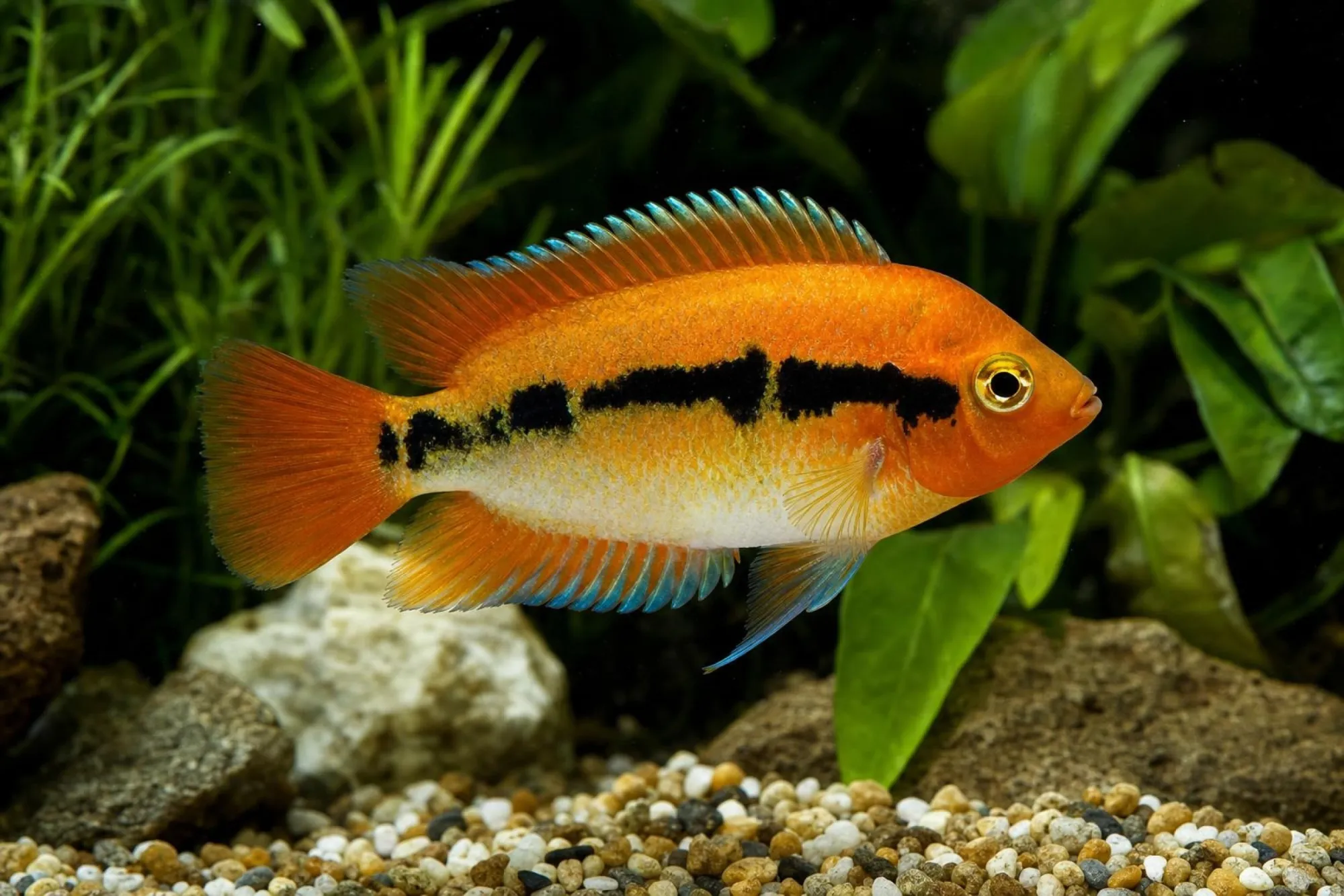Regenbogencichlide „Orange“, Herotilapia multispinosa, ca. 4,0-5,0 cm