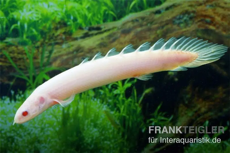 Senegal-Flösselhecht „Gold/Albino“, Polypterus senegalus, ca. 6,0-8,0 cm
