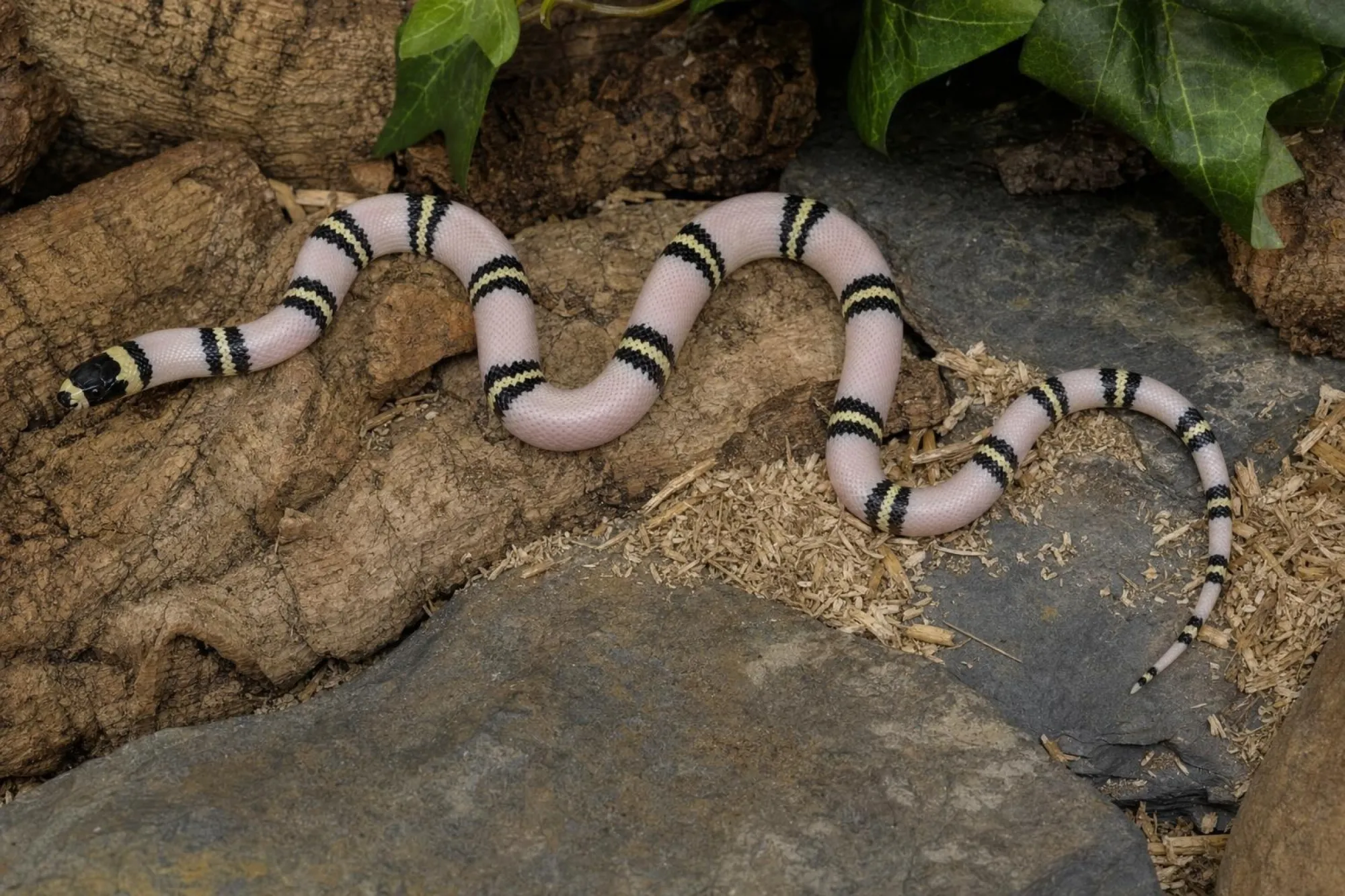 Honduras-Milchschlange „Snow“, Lampropeltis triangulum hondurensis