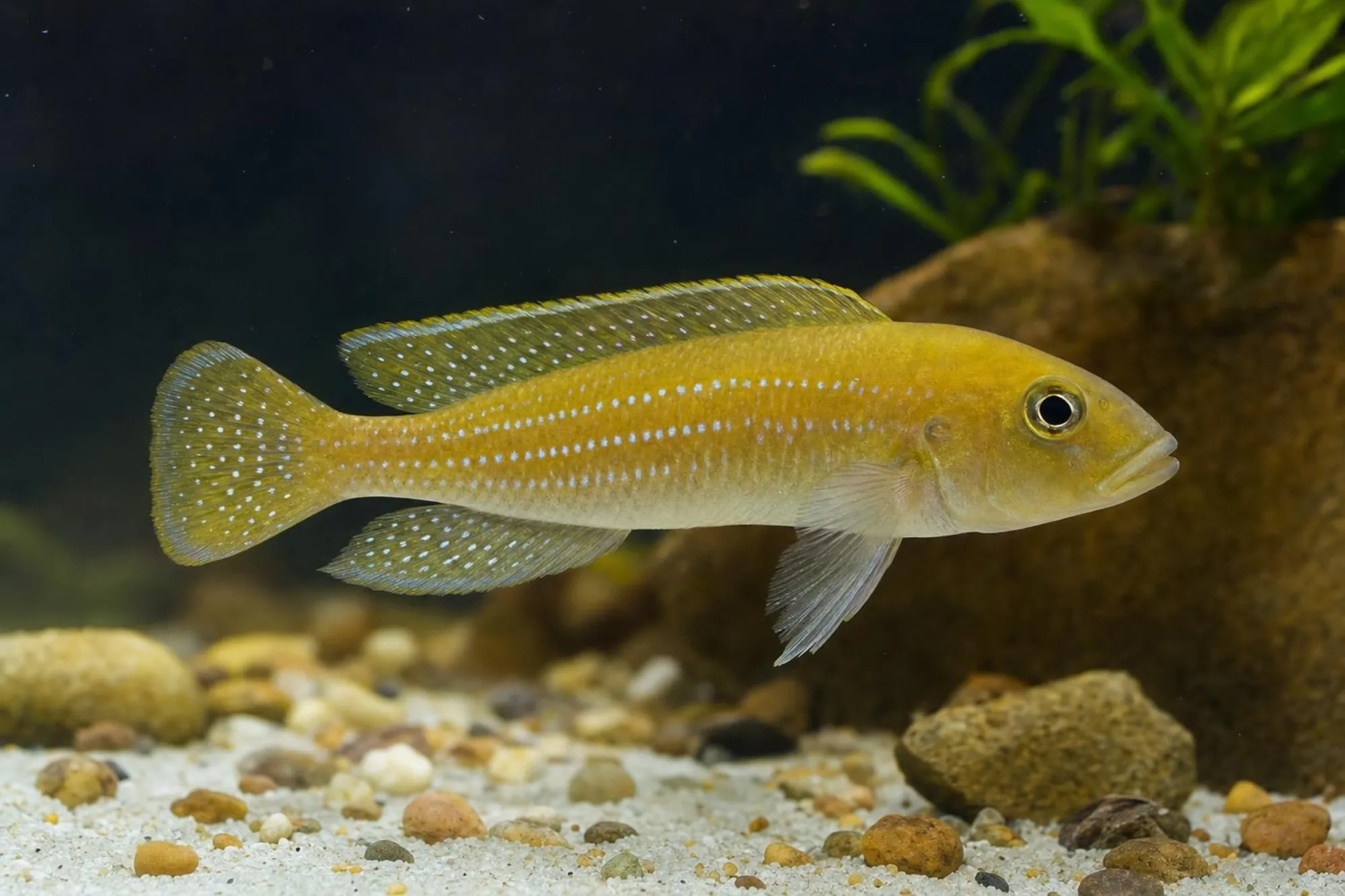 Perllinien-Tanganjikabuntbarsch „Gold“, Neolamprologus tetracanthus