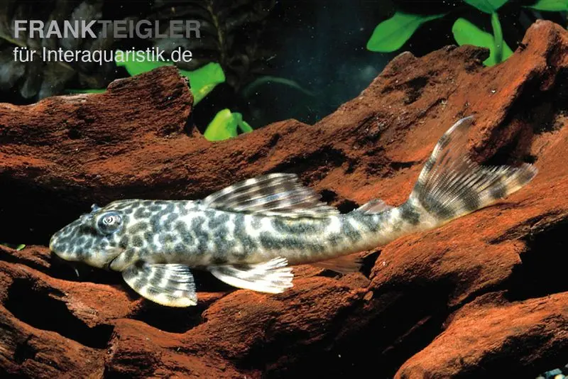 Orinoko-Saugwels, Peckoltia lujani "L127", 4-6 cm