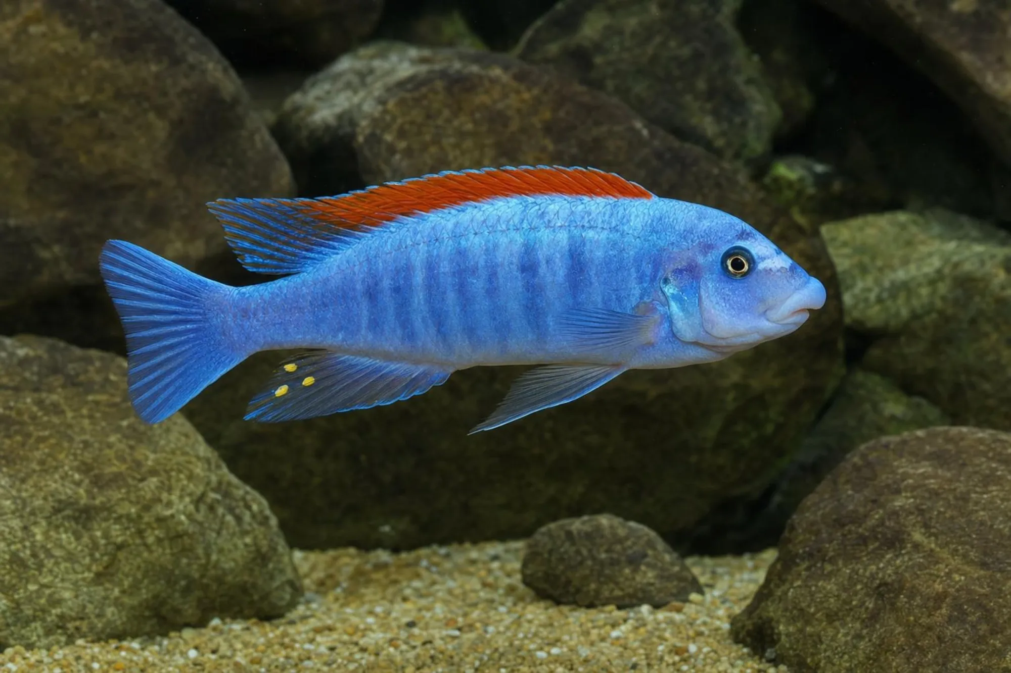 Gestreckter Schabemundbuntbarsch „Red Top“, Labeotropheus trewavasae, ca. 3,0-4,0 cm