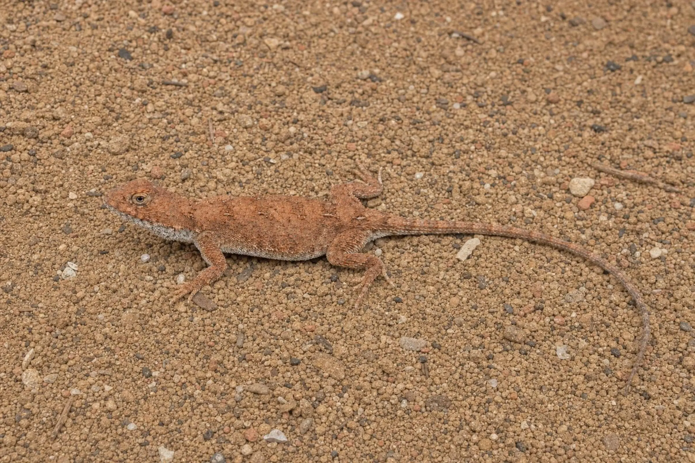 Zentralaustralische Taubagame aus deutscher Nachzucht, Tympanocryptis centralis