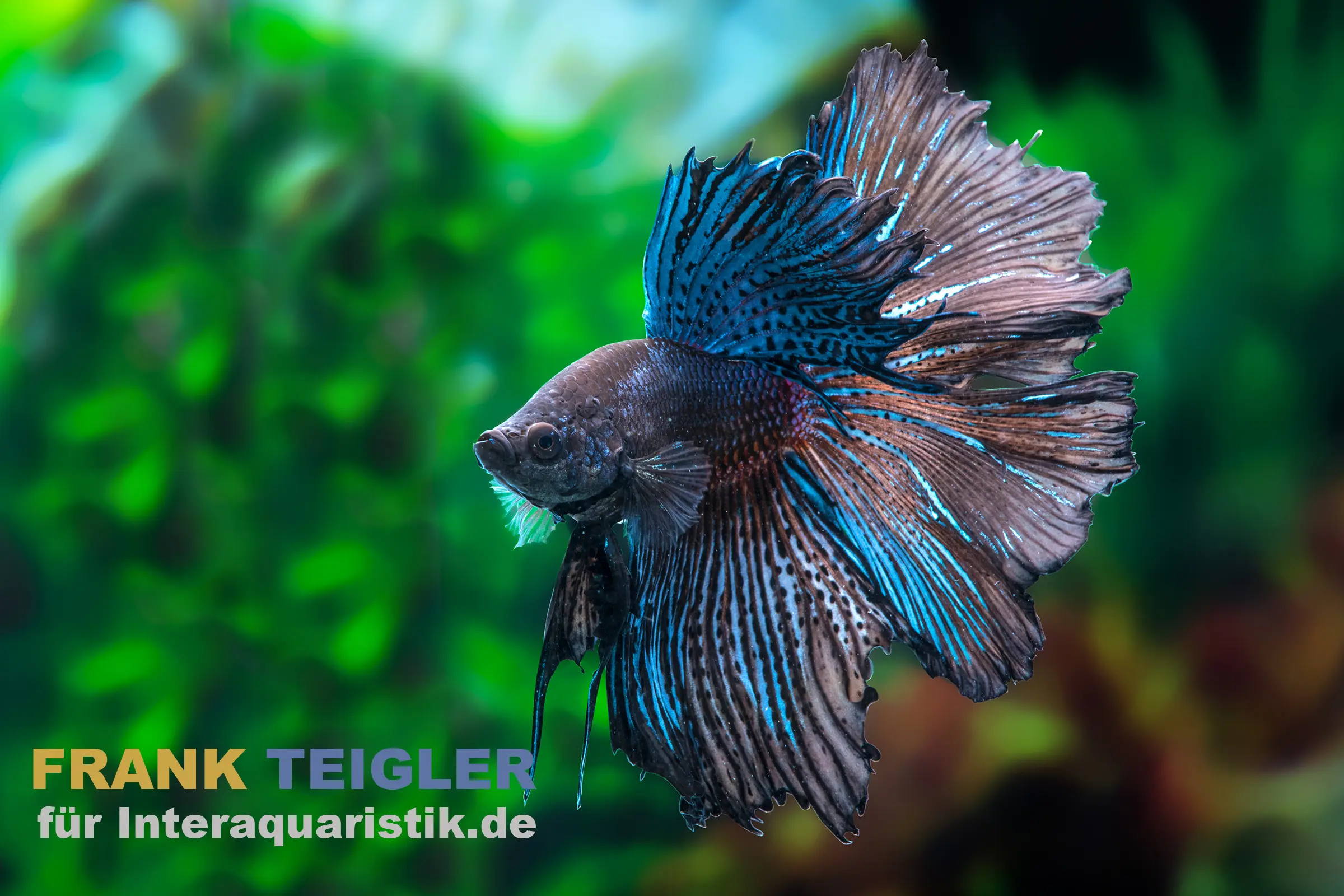 Halfmoon Kampffisch Black Orchid, Männchen, Betta splendens