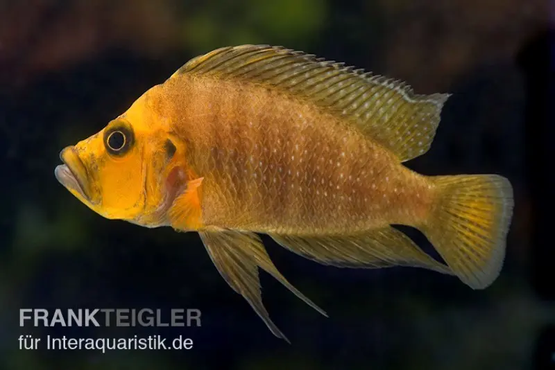 Nanderbuntbarsch, Altolamprologus compressiceps, 3-4 cm
