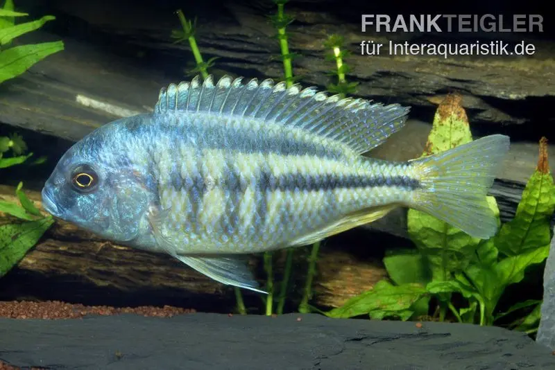 Schneckenfressender Buntbarsch, Chilotialapia rhoadesii, 7-8 cm DNZ