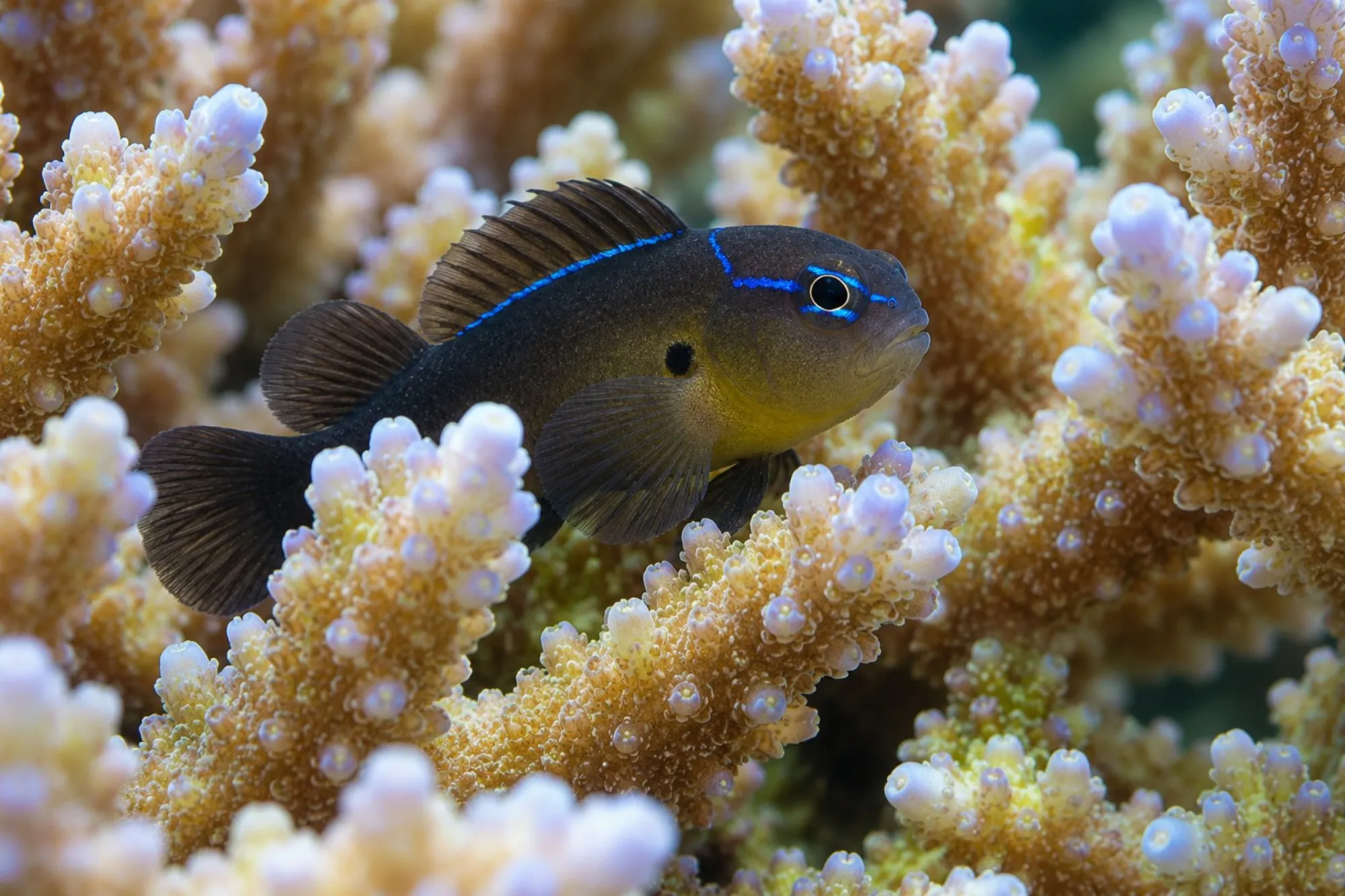Dunkle Zitronen-Korallengrundel, Gobiodon citrinus
