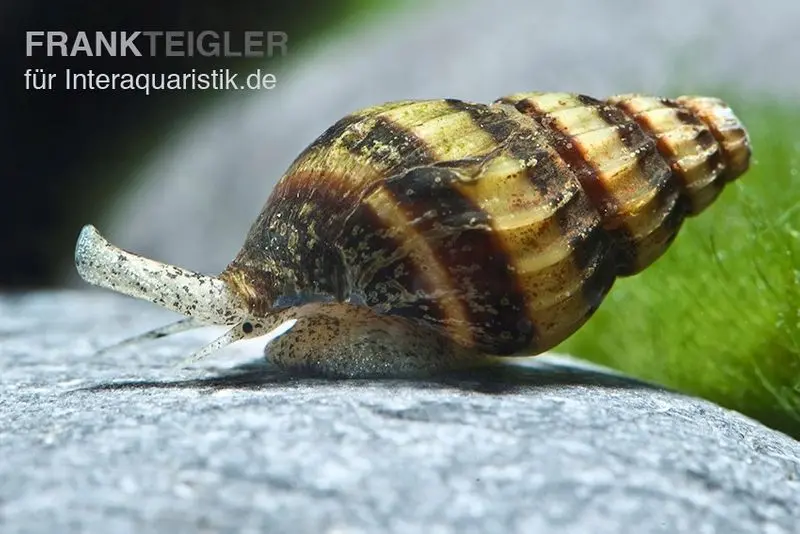 Raubturmdeckelschnecke, Anentome helena (Clea helena)