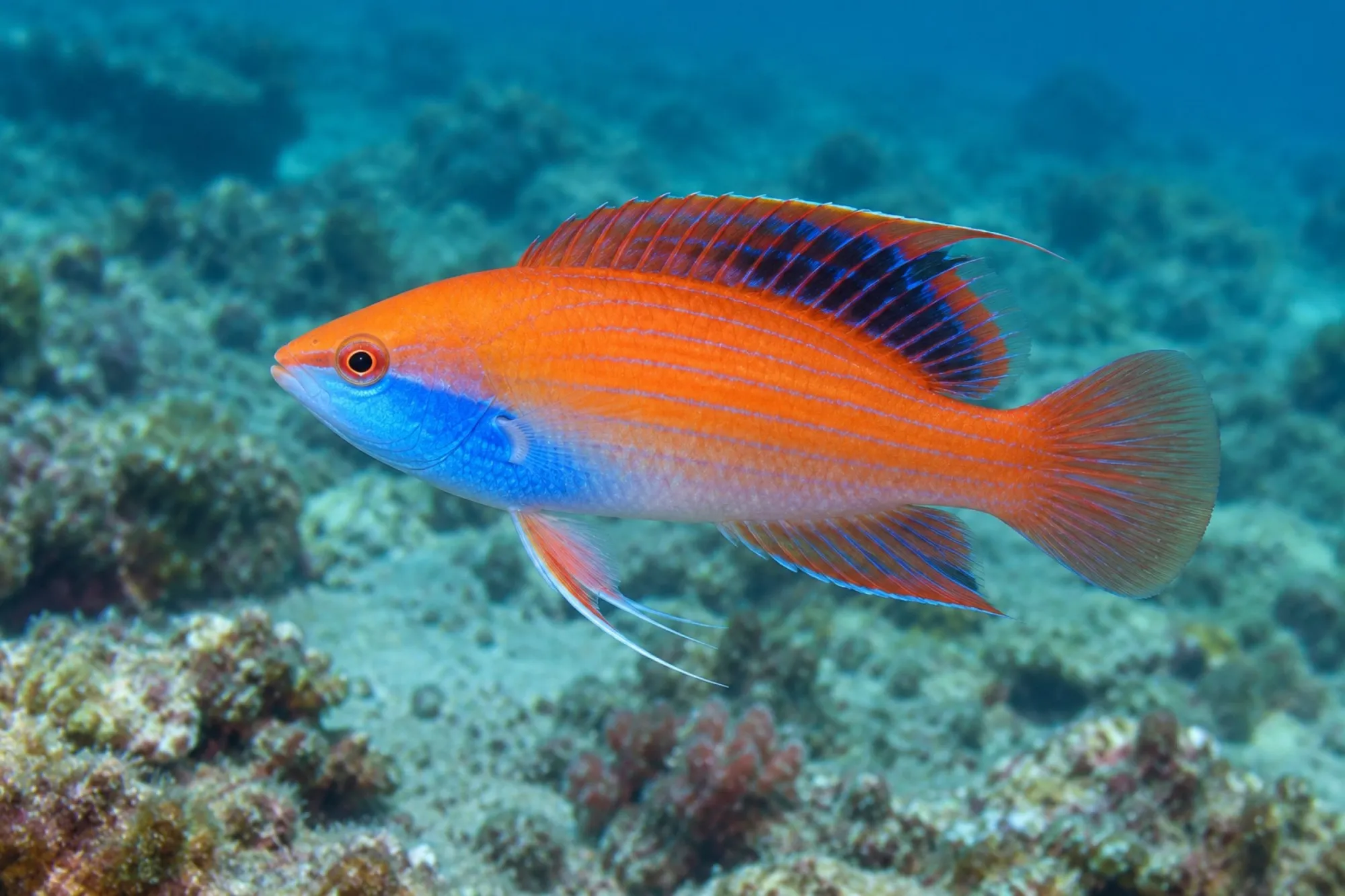 Blaukehl Zwerglippfisch, Cirrhilabrus cyanogularis