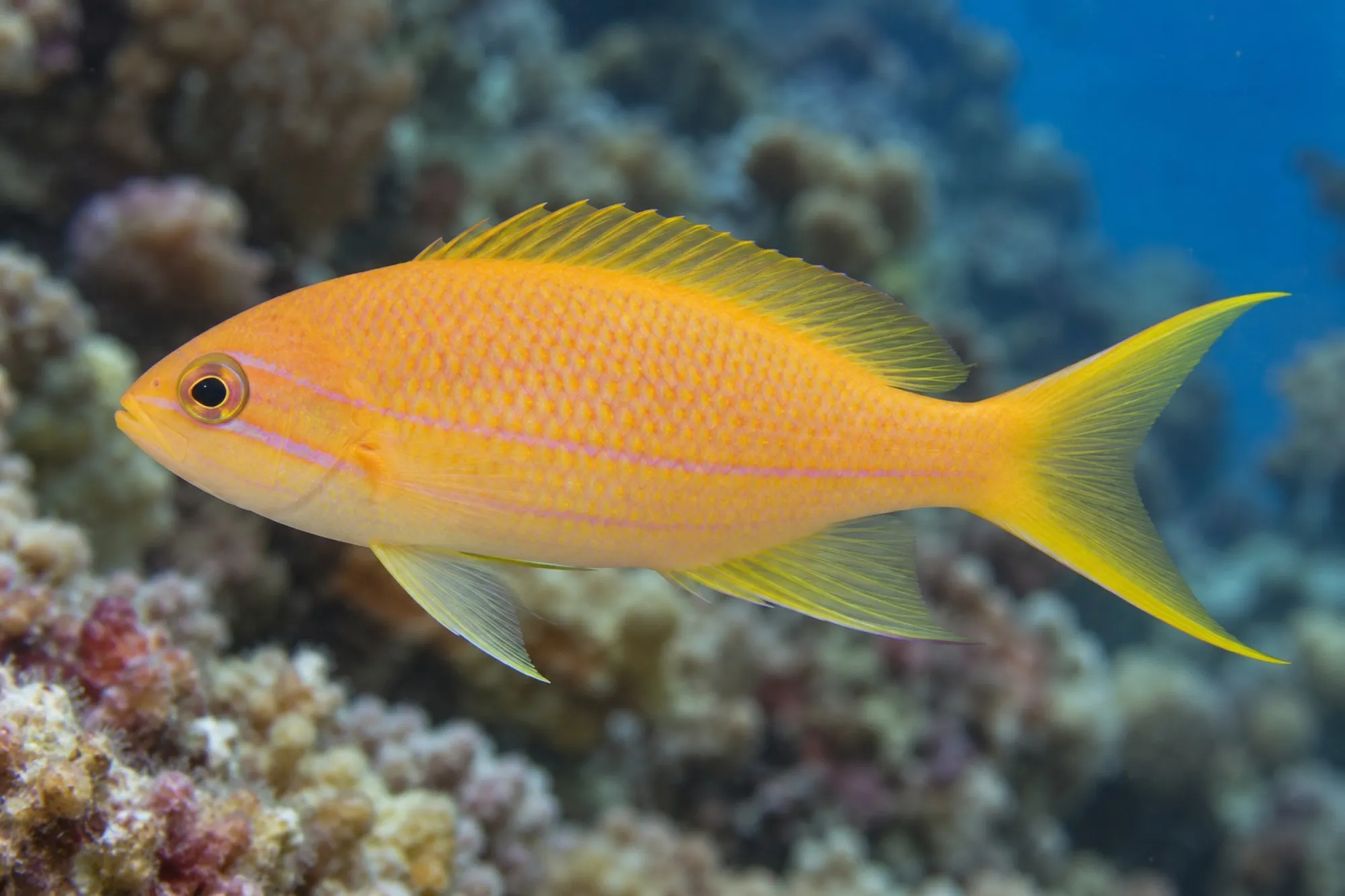 Seitenstreifen Fahnenbarsch – Weibchen, Pseudanthias pleurotaenia