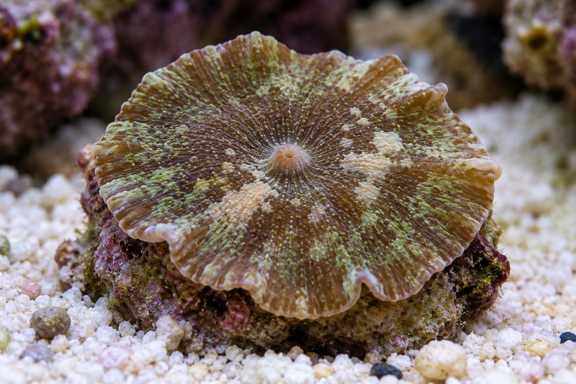 Regenschirm-Scheibenanemone, Discosoma neglecta, 1 Polyp