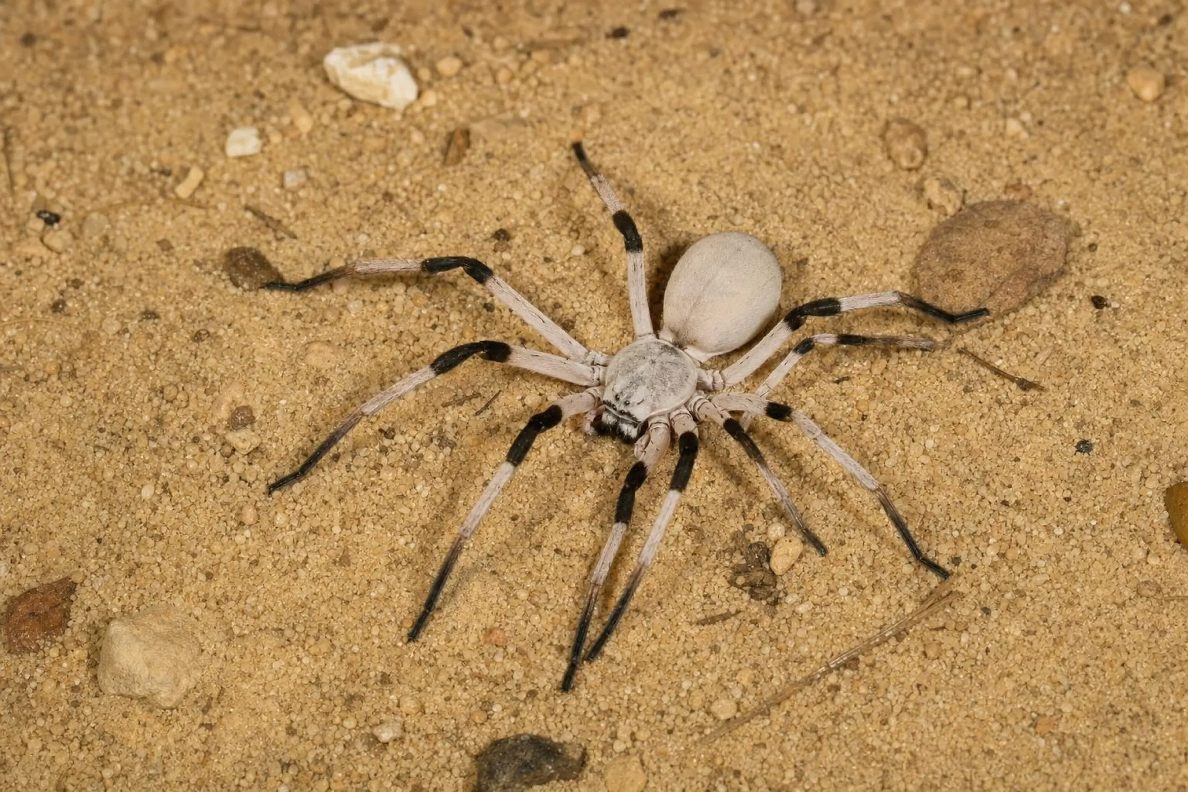 White-Lady-Riesenkrabbenspinne aus Ägypten, Cerbalus sp.