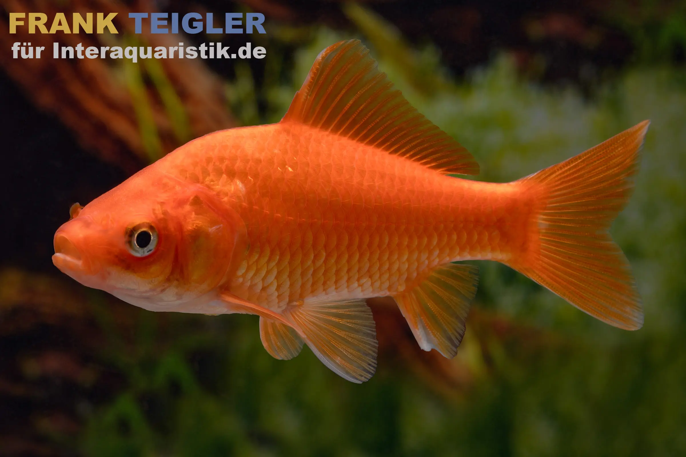 Goldfisch rot, Carassius auratus (Kaltwasser), verschiedene Größen