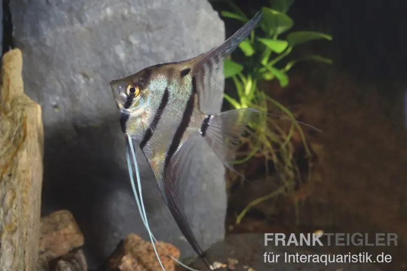 Peru-Skalar, Pterophyllum scalare, ca. 3,0-4,0 cm