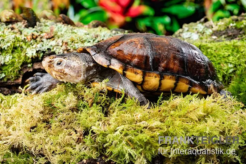 Skorpions-Klappschildkröte, Kinosternon scorpioides, DNZ