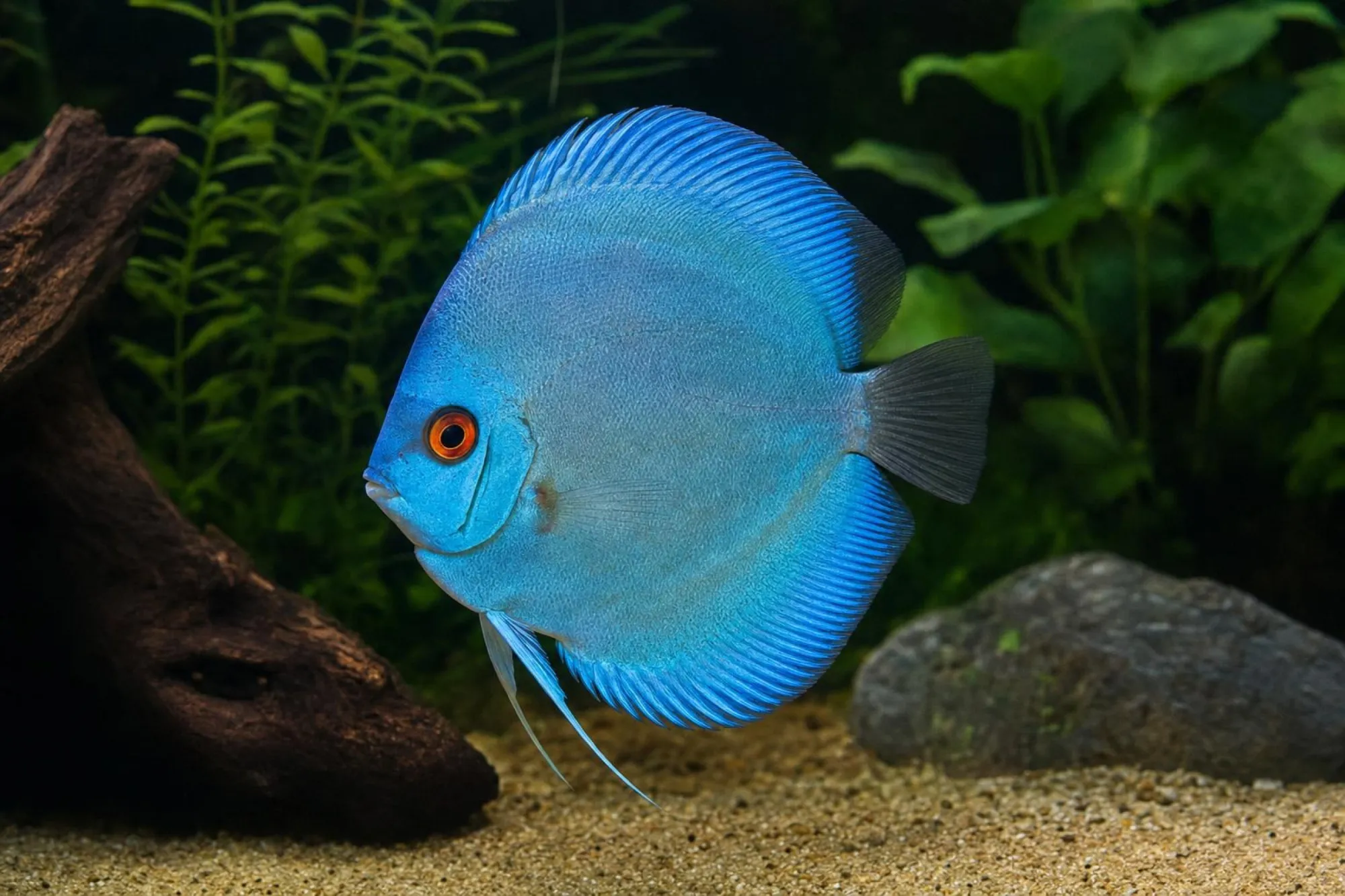 Blue-Diamond-Diskusfisch, Symphysodon aequifasciatus