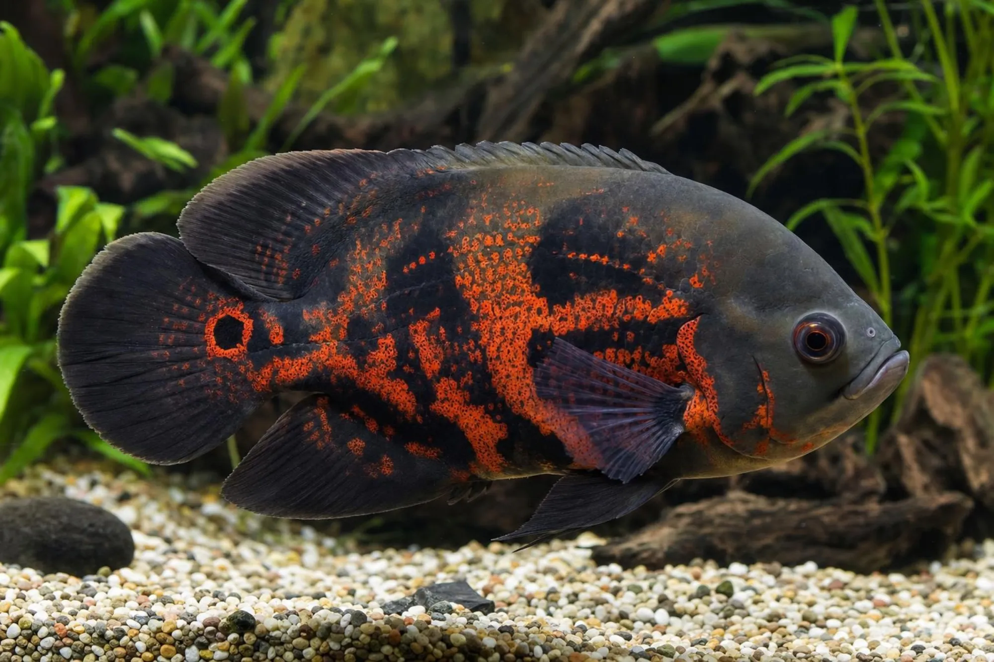 Pfauenaugenbuntbarsch „Super Red Tiger“, Astronotus ocellatus