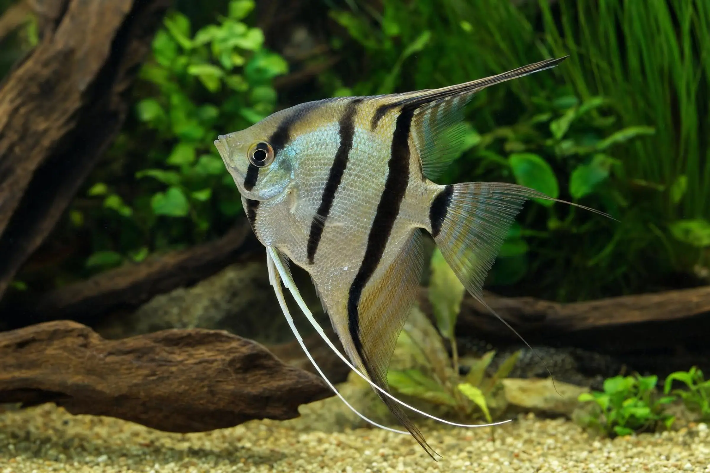 Rio-Nanay-Skalar, Pterophyllum scalare, ca. 4,0-5,0 cm