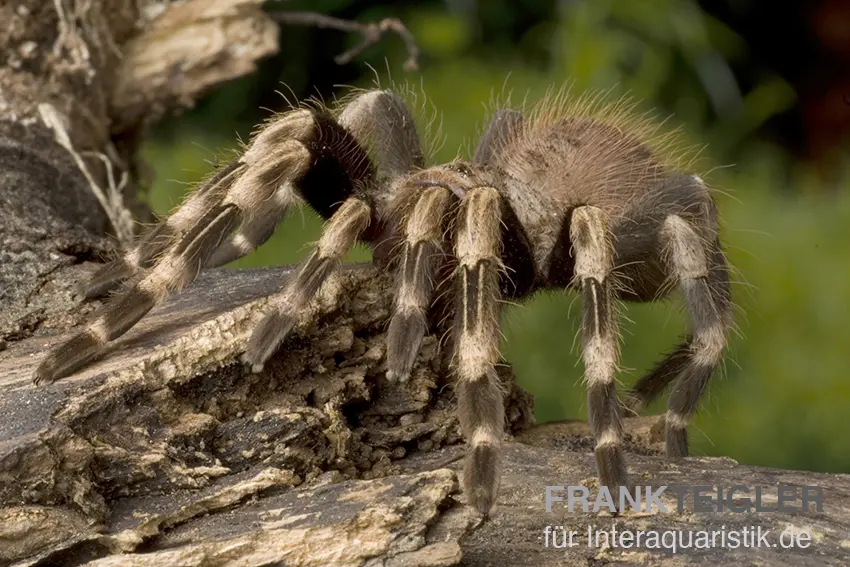 Weißknievogelspinne, Acanthoscurria geniculata