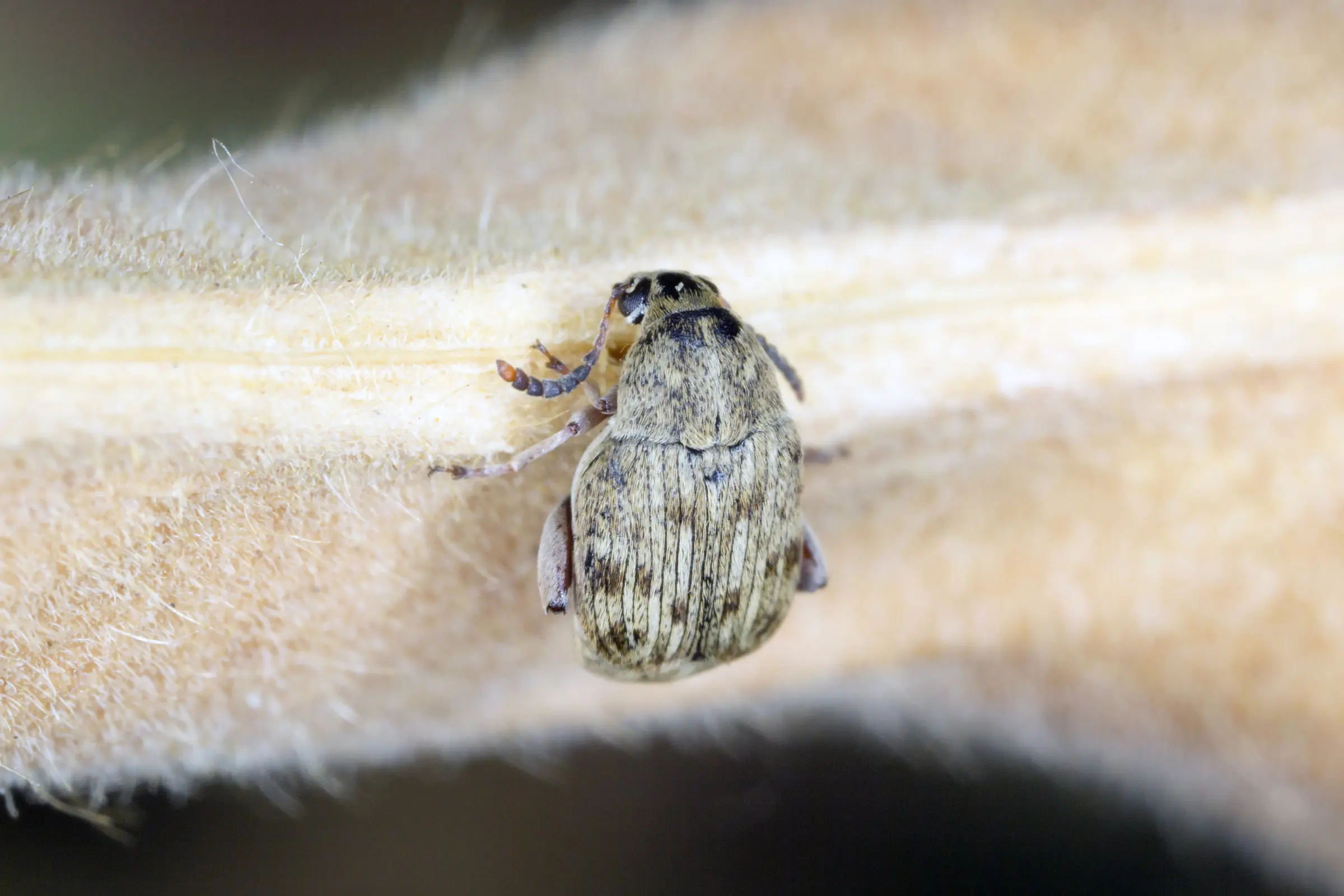 Bohnenkäfer, Bruchus maculatus, 500 ml Zuchtansatz