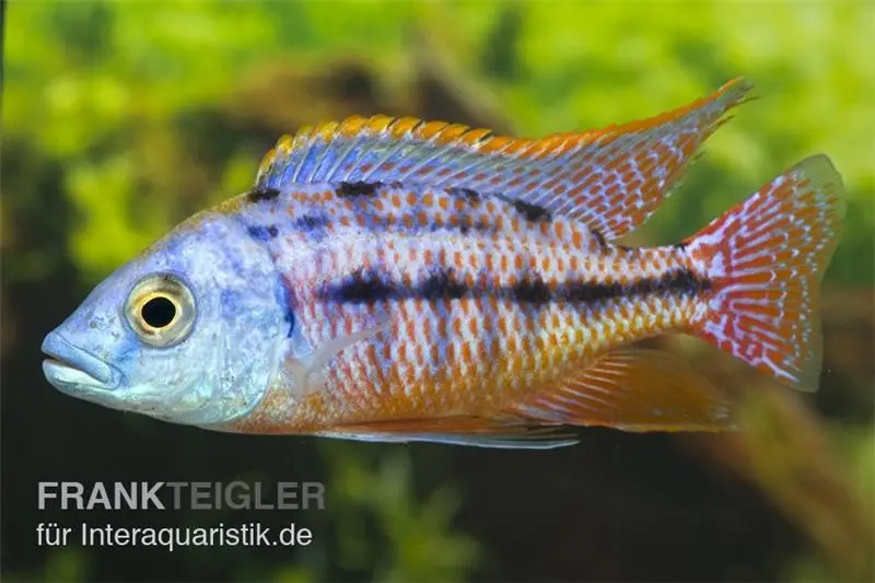 Red Empress „Boadzulu“, Protomelas taeniolatus, ca. 4,0-5,0 cm