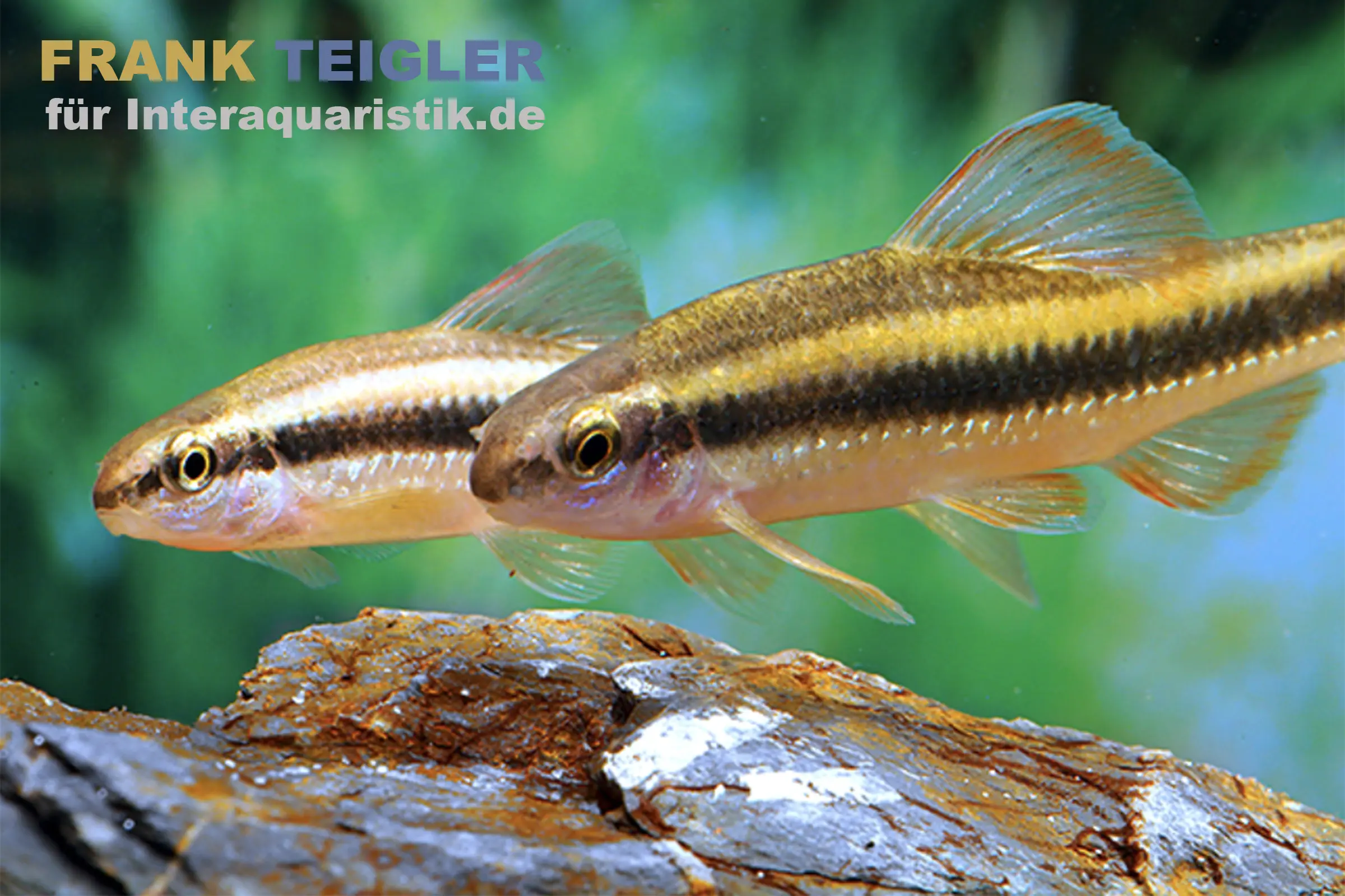 Goldstreifengründling, Sarcocheilichthys parvus, 5-7 cm